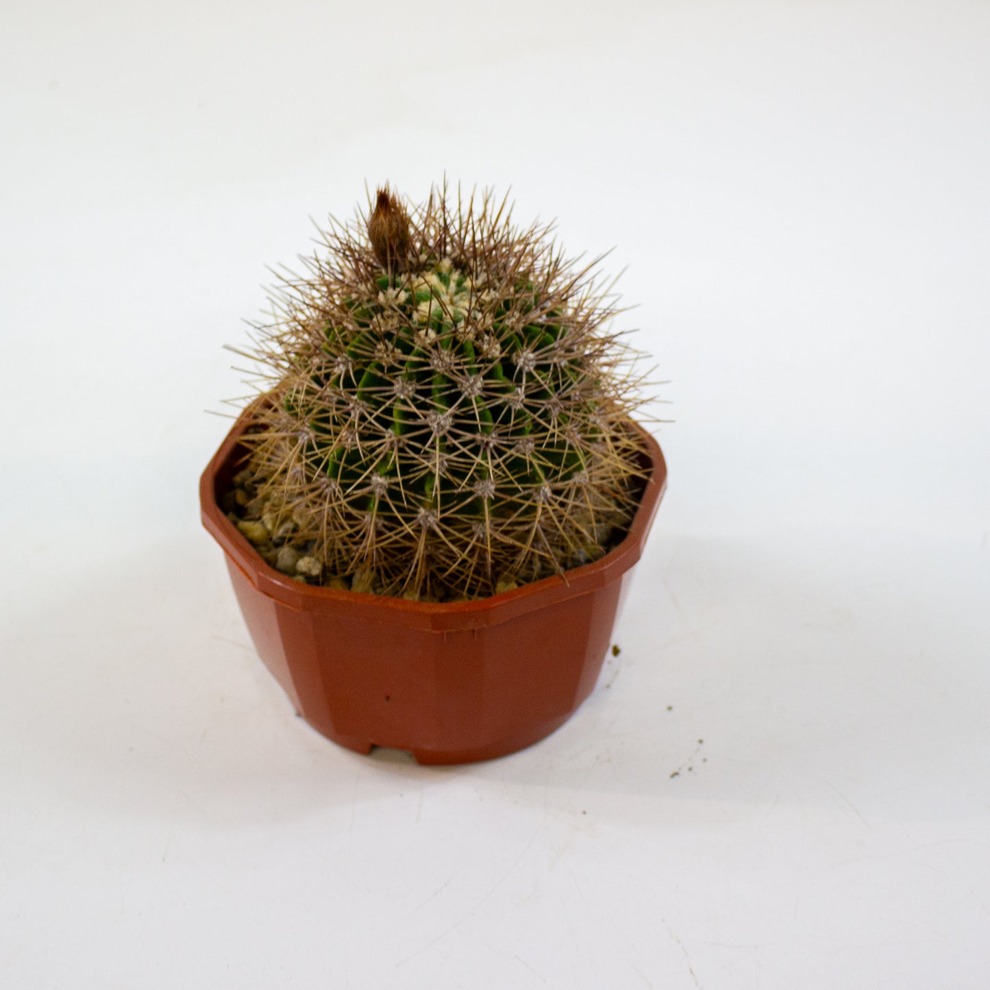 Cacti from Curious Cacti, Choose one from our selection