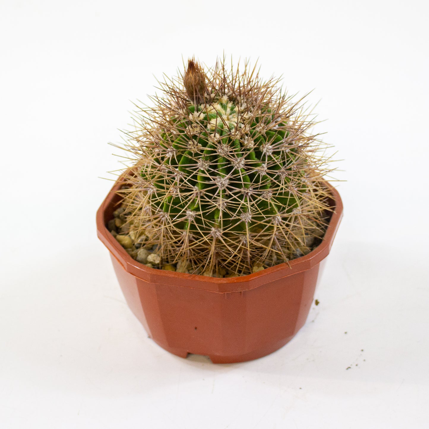 Cacti from Curious Cacti, Choose one from our selection