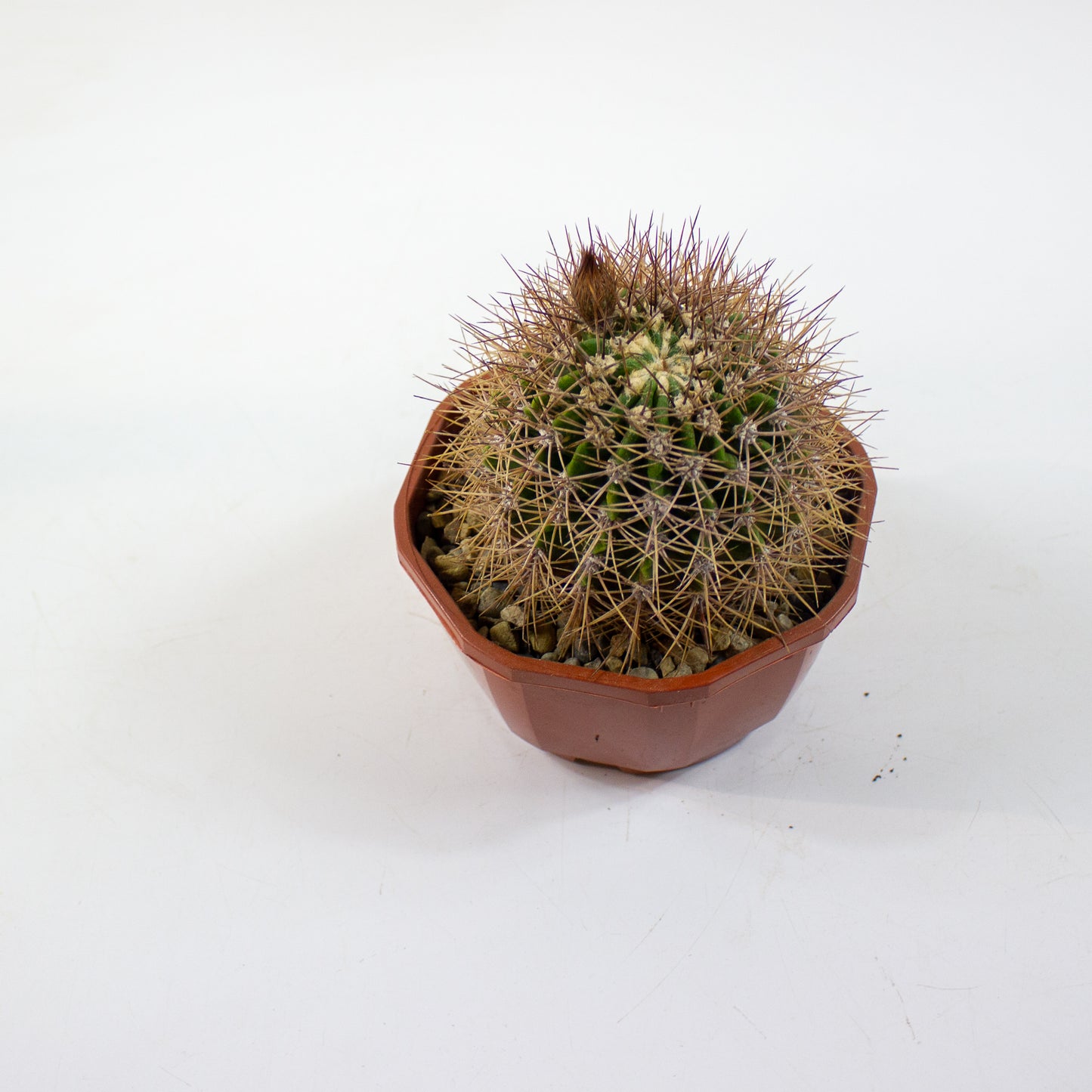 Cacti from Curious Cacti, Choose one from our selection