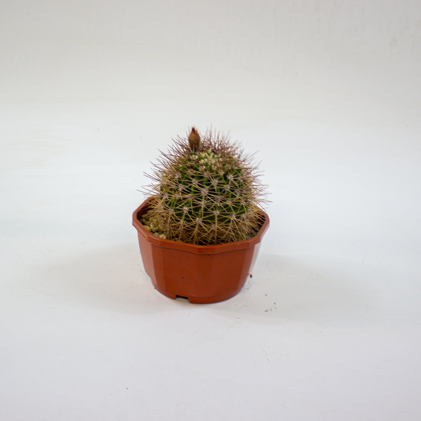 Cacti from Curious Cacti, Choose one from our selection