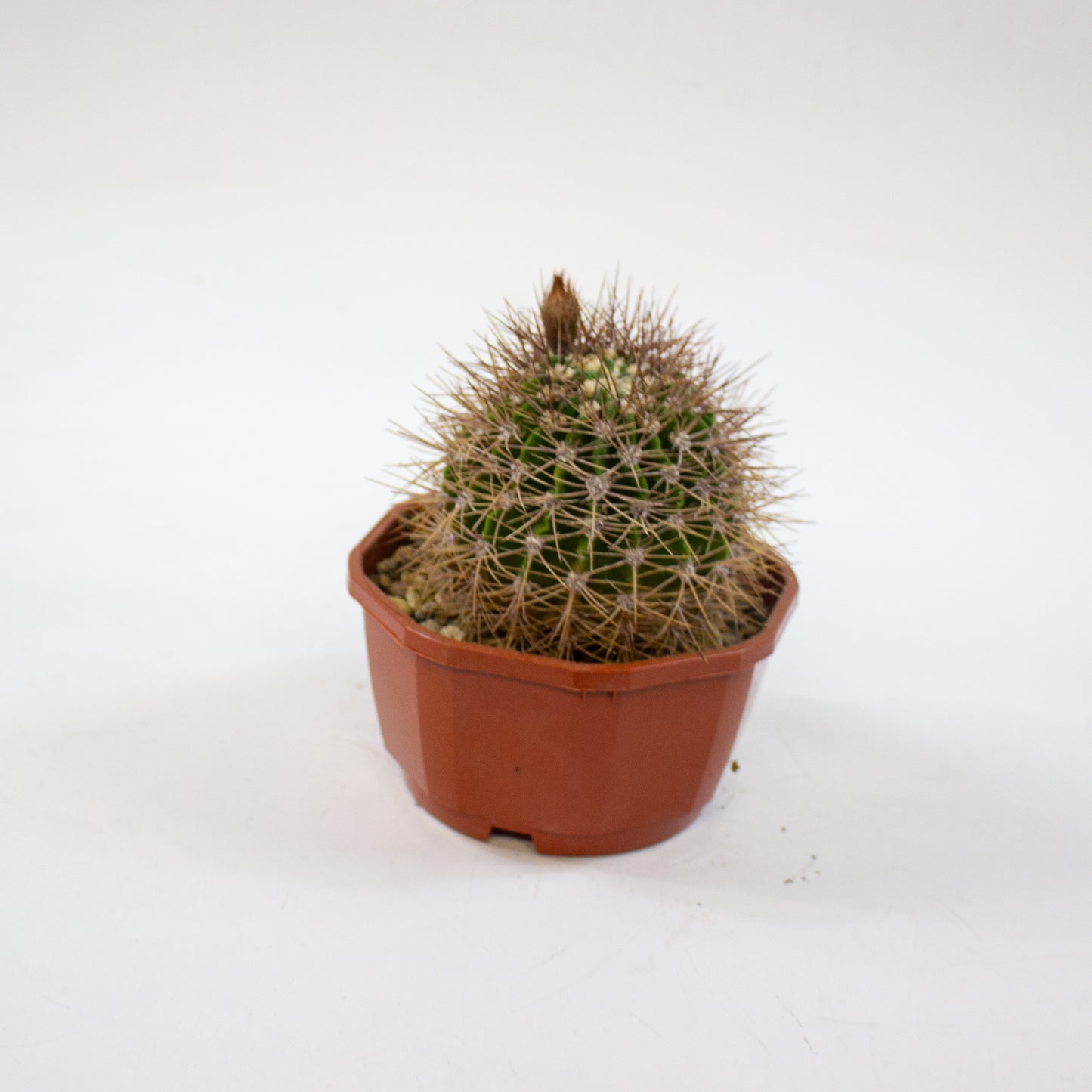Cacti from Curious Cacti, Choose one from our selection