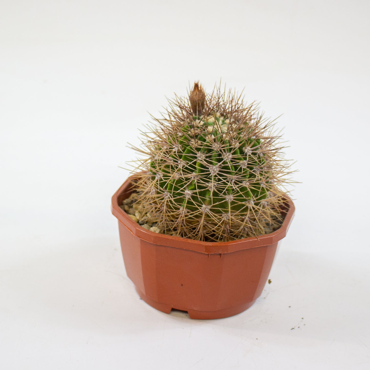 Cacti from Curious Cacti, Choose one from our selection