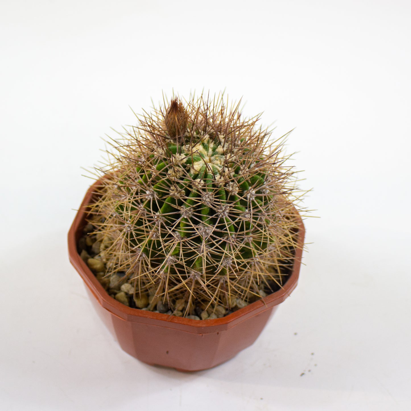 Cacti from Curious Cacti, Choose one from our selection