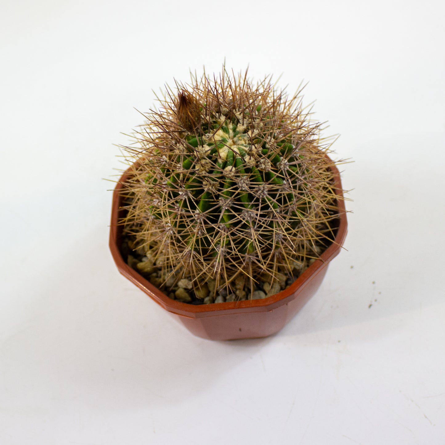 Cacti from Curious Cacti, Choose one from our selection