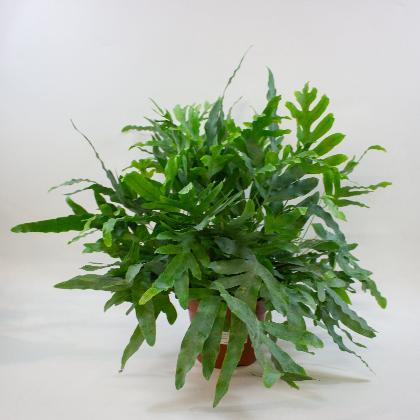 Phlebodium aureum 'Blue Star' 17cm H60cm