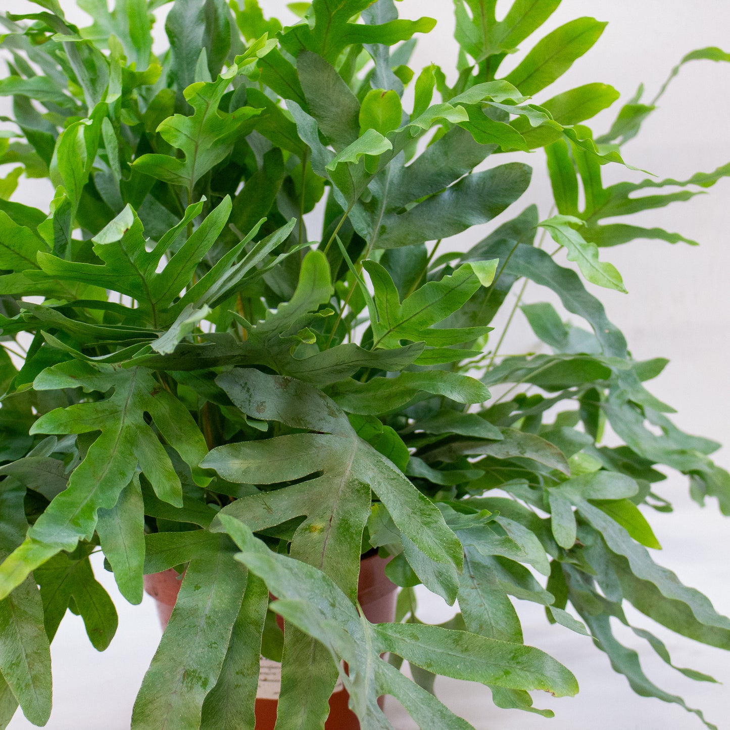 Phlebodium aureum 'Blue Star' 17cm H60cm