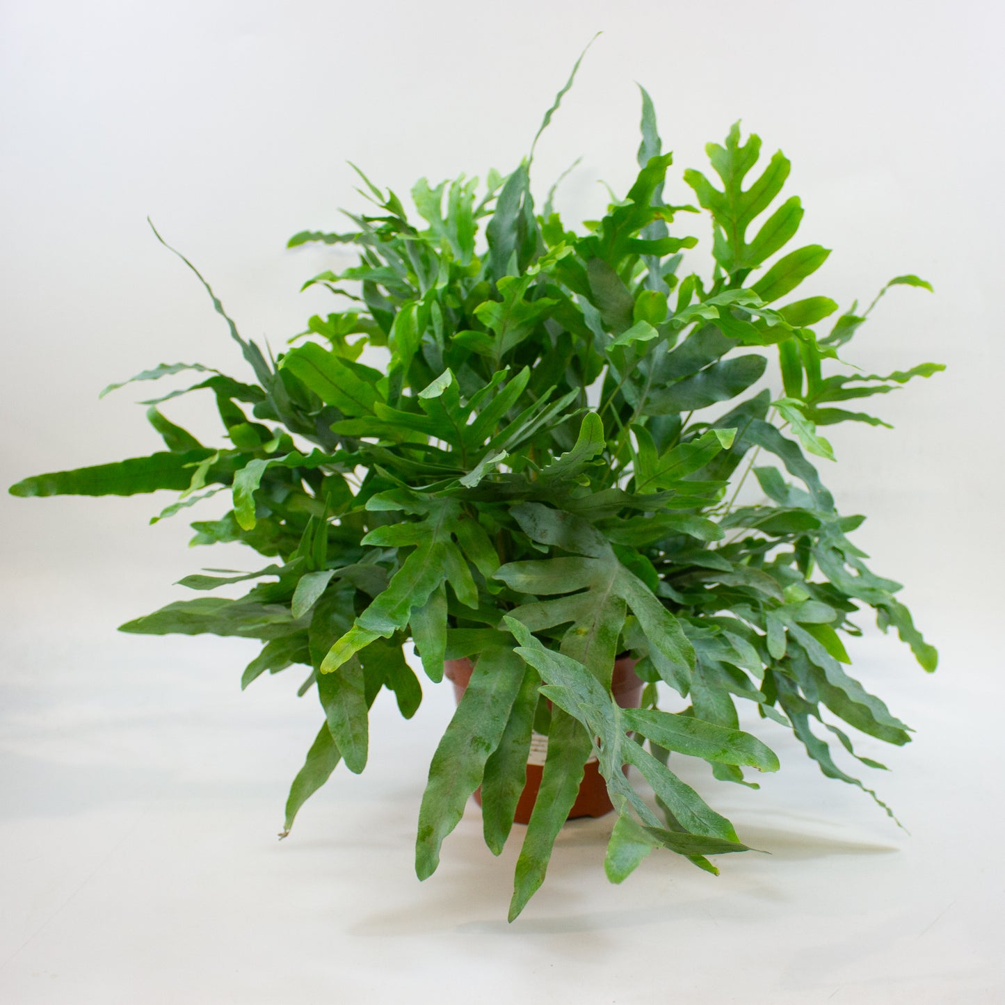 Phlebodium aureum 'Blue Star' 17cm H60cm