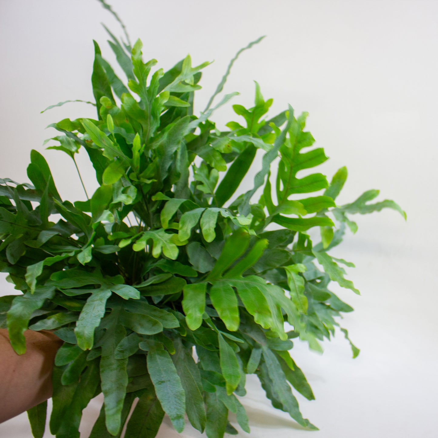 Phlebodium aureum 'Blue Star' 17cm H60cm