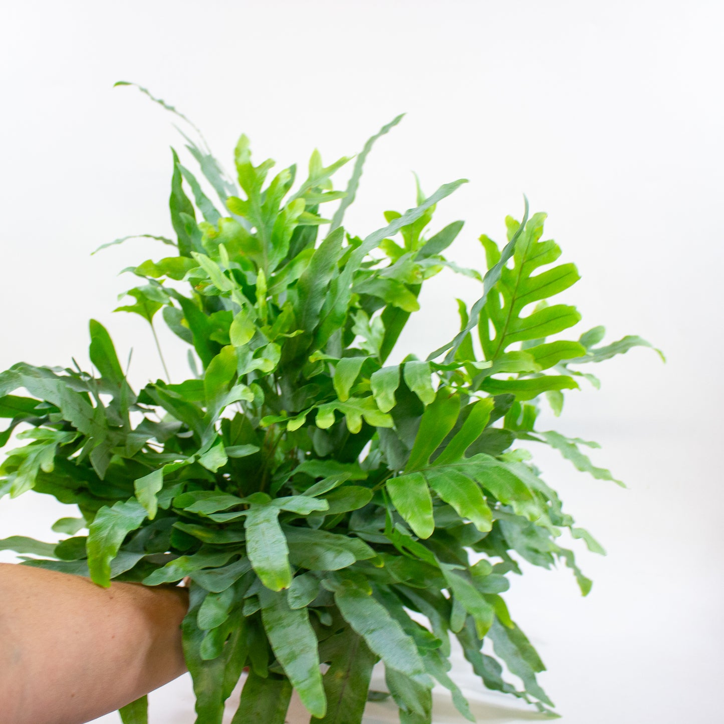 Phlebodium aureum 'Blue Star' 17cm H60cm