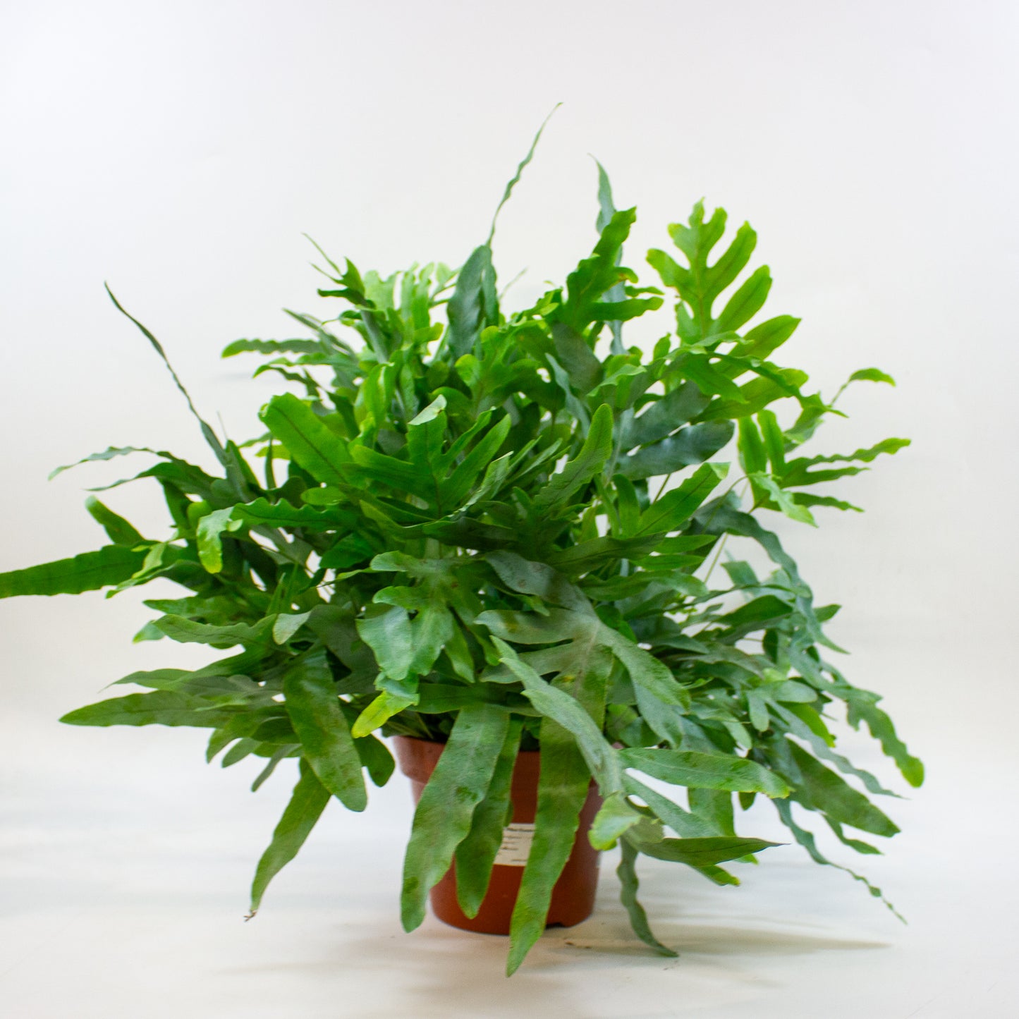 Phlebodium aureum 'Blue Star' 17cm H60cm