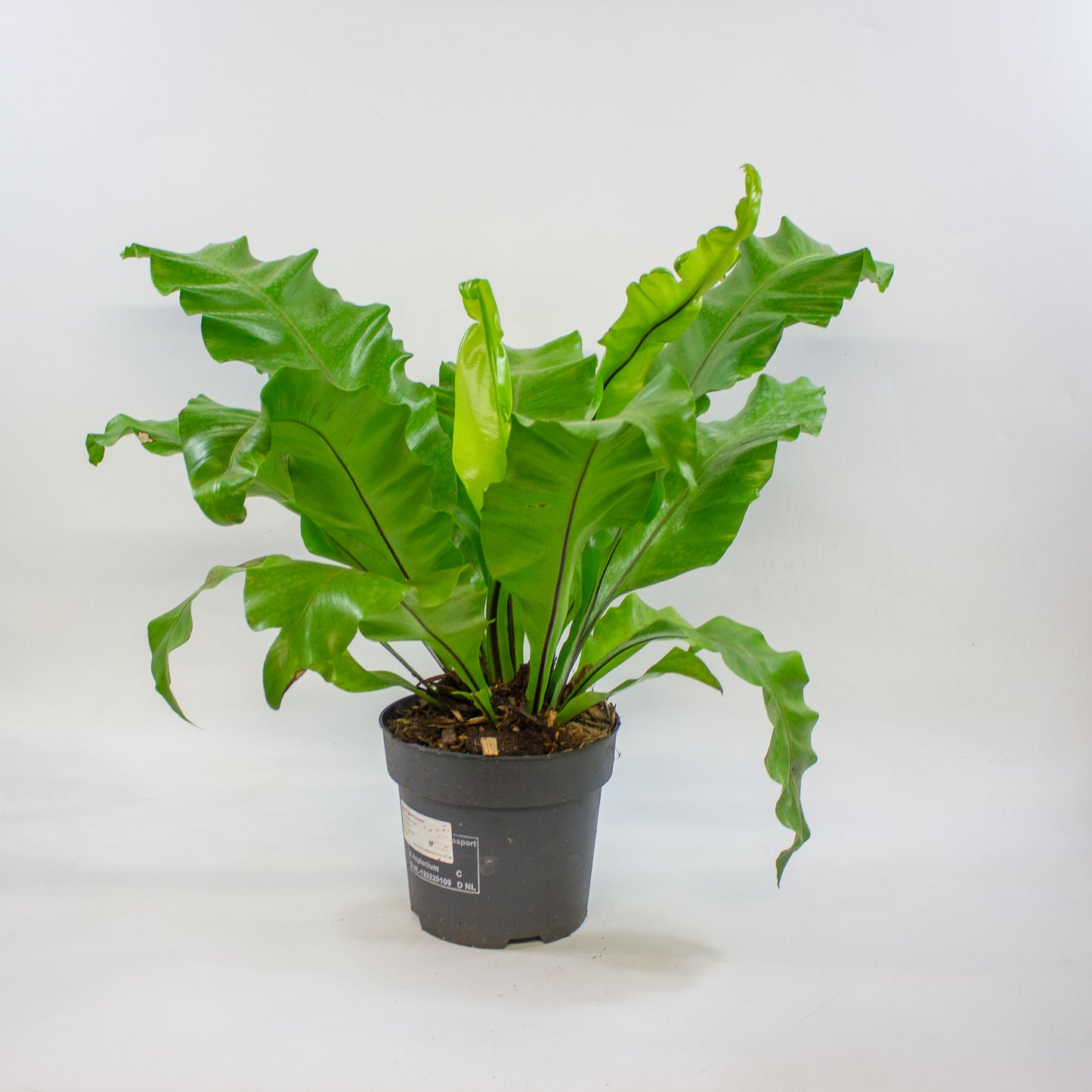 Asplenium nidus 17cm H45cm