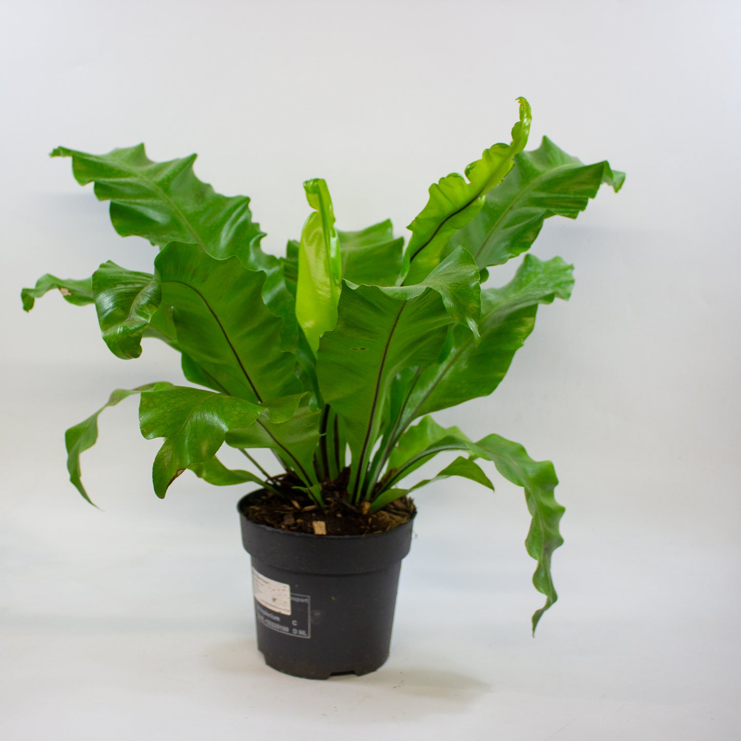 Asplenium nidus 17cm H45cm