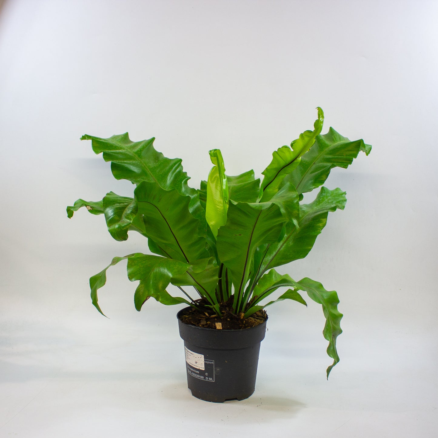 Asplenium nidus 17cm H45cm