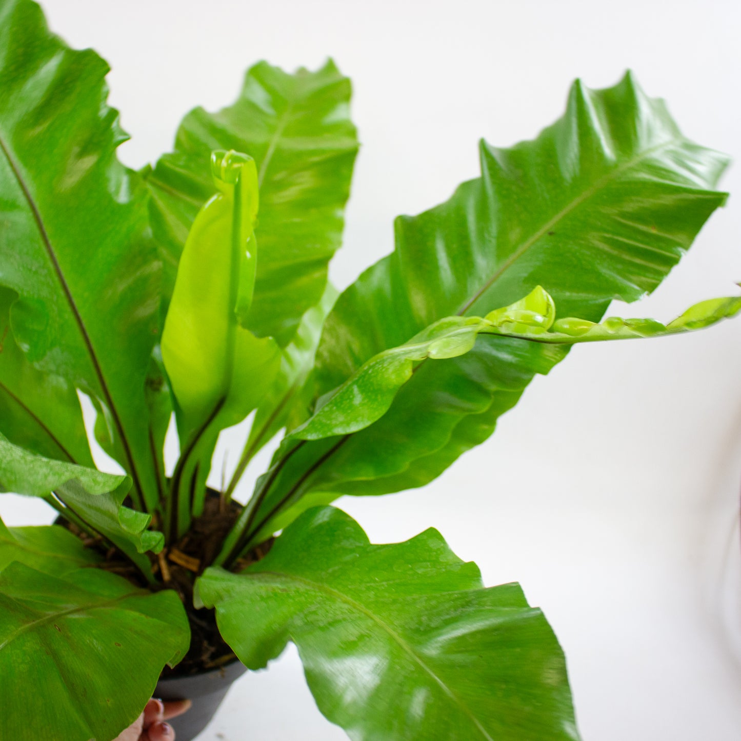 Asplenium nidus 17cm H45cm