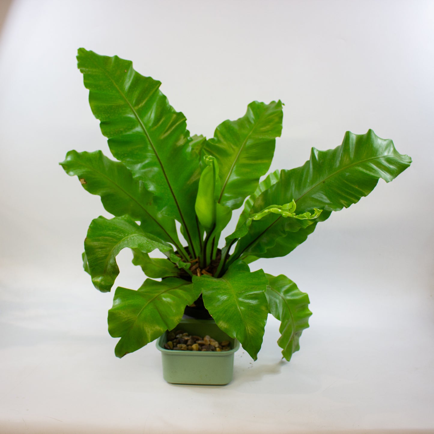 Asplenium nidus 17cm H45cm