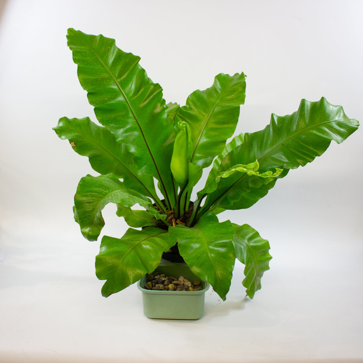 Asplenium nidus 17cm H45cm