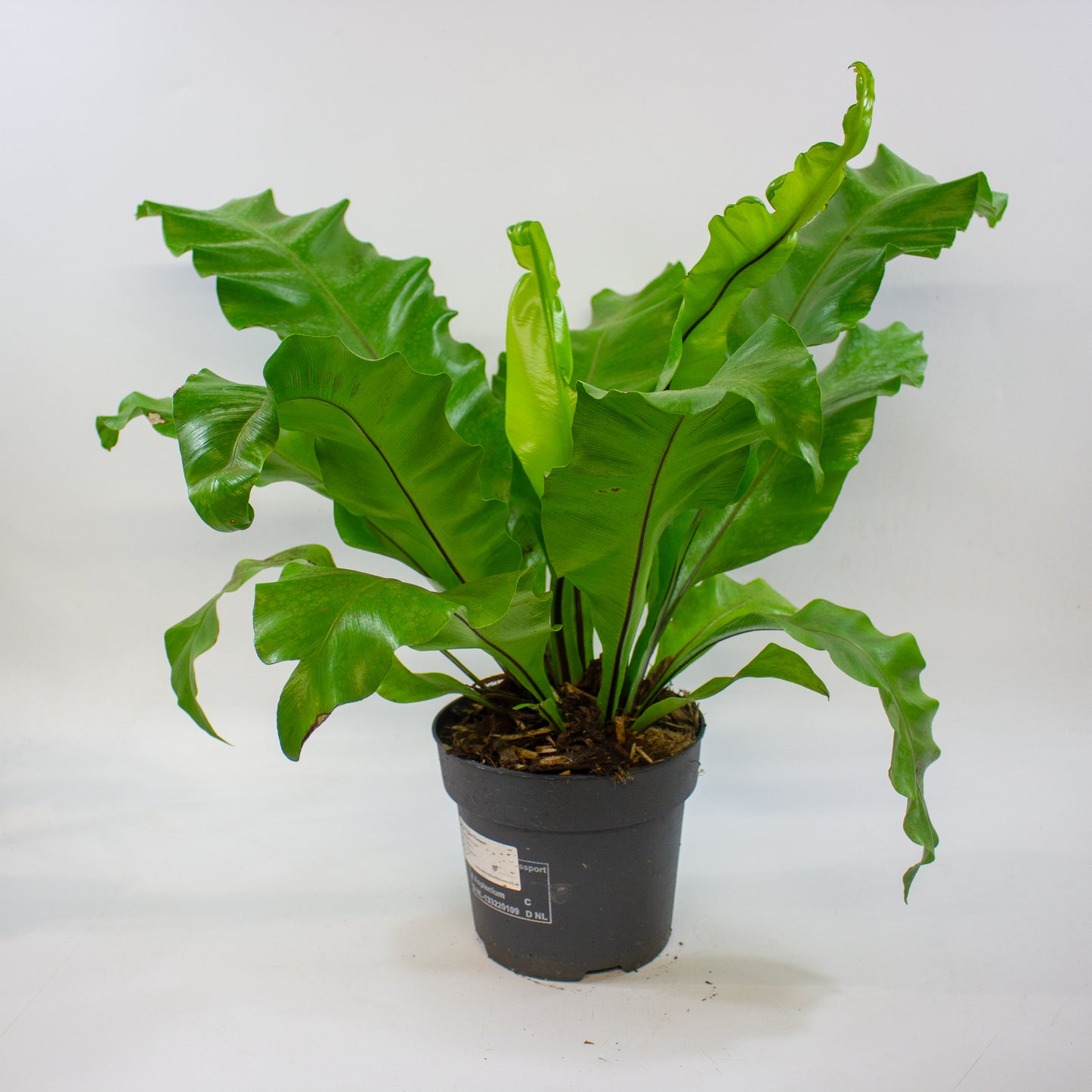 Asplenium nidus 17cm H45cm