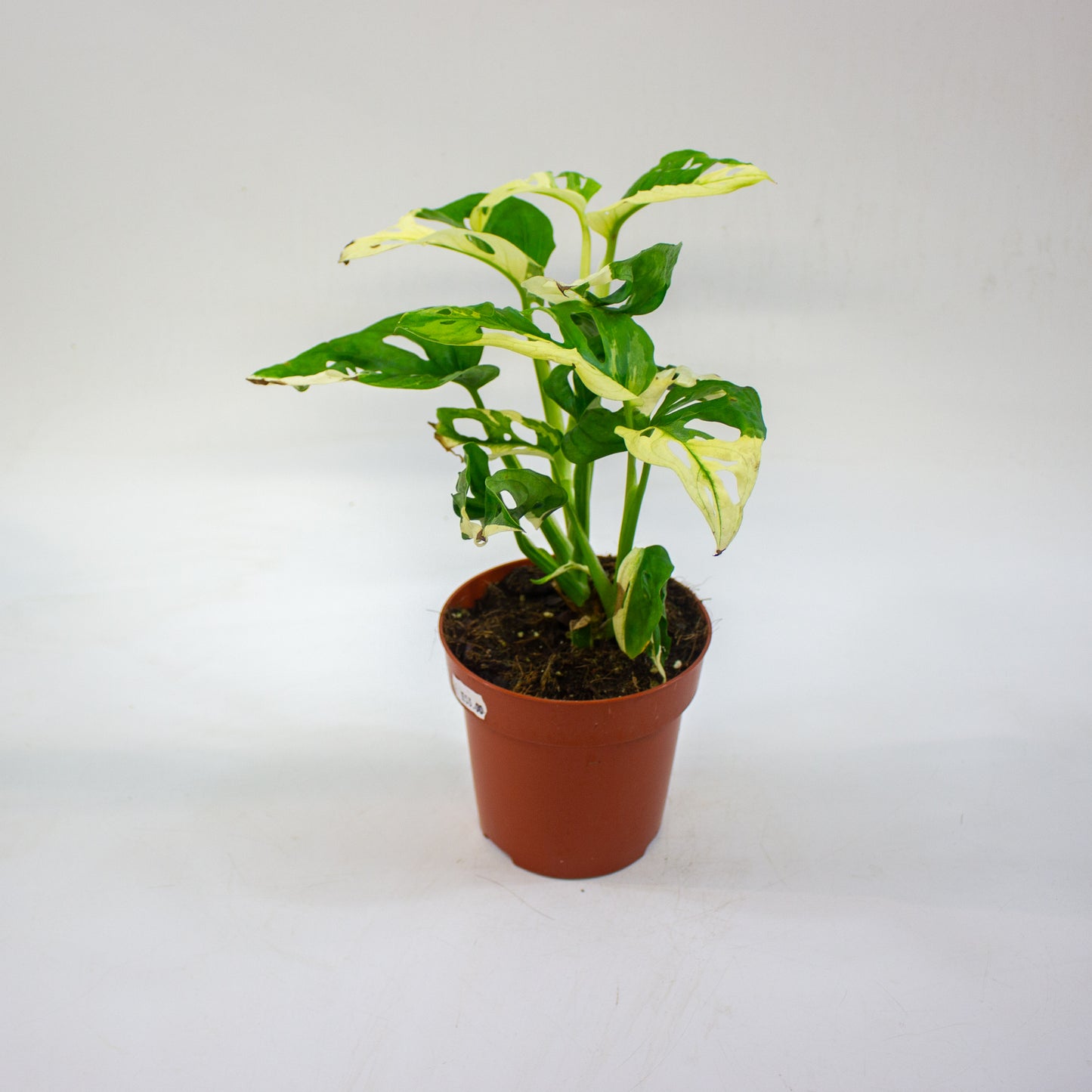 Monstera adansonii variegata 12cm H25cm