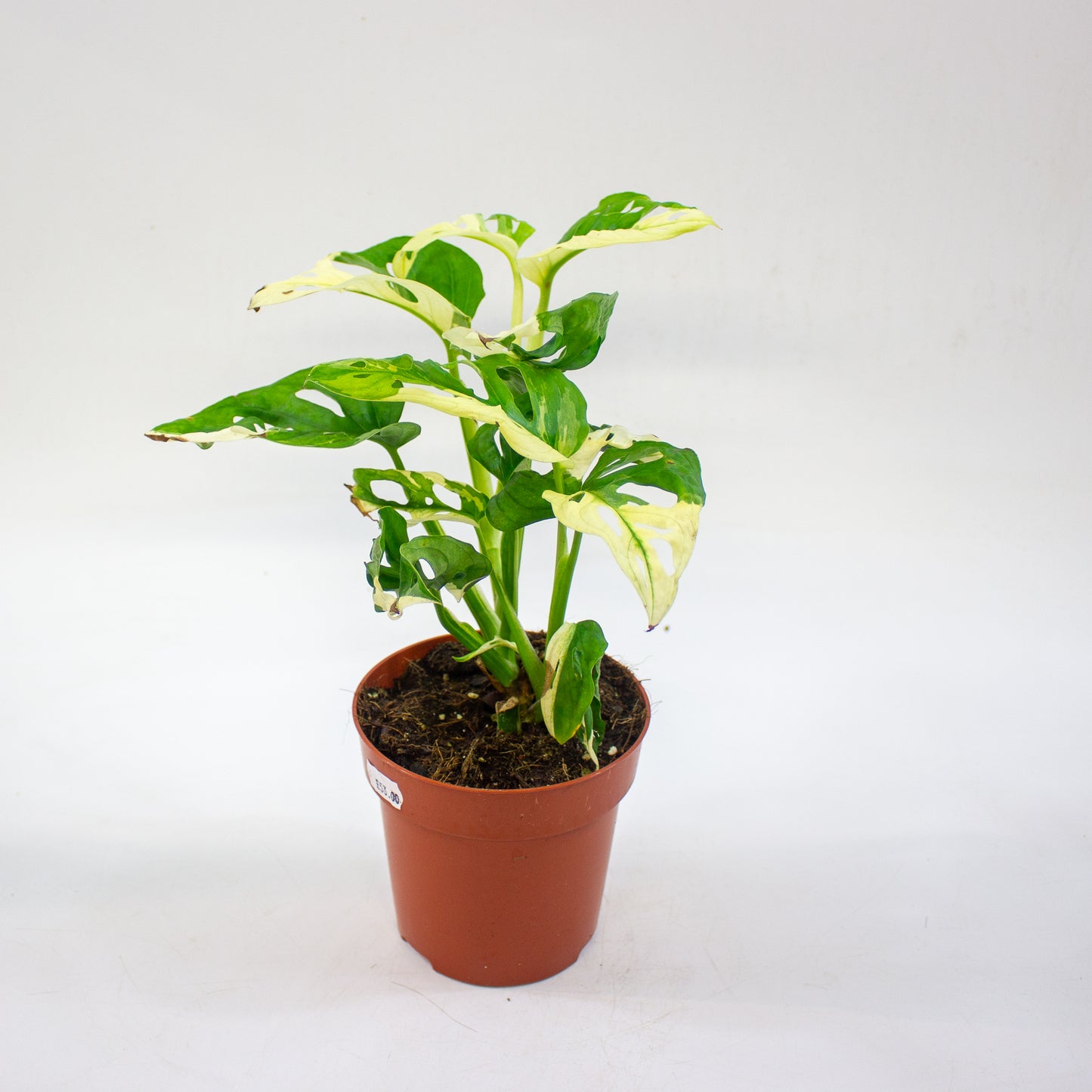 Monstera adansonii variegata 12cm H25cm