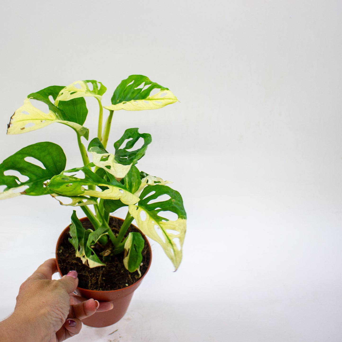 Monstera adansonii variegata 12cm H25cm