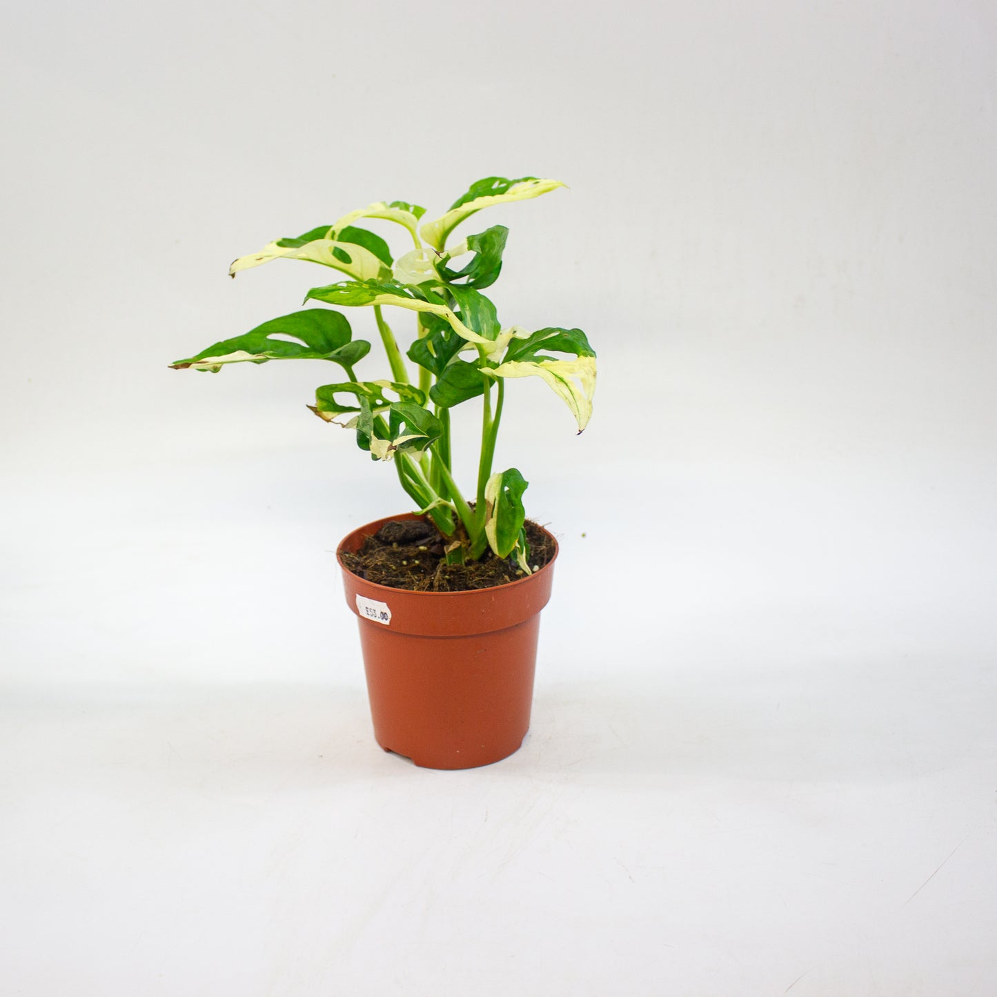 Monstera adansonii variegata 12cm H25cm