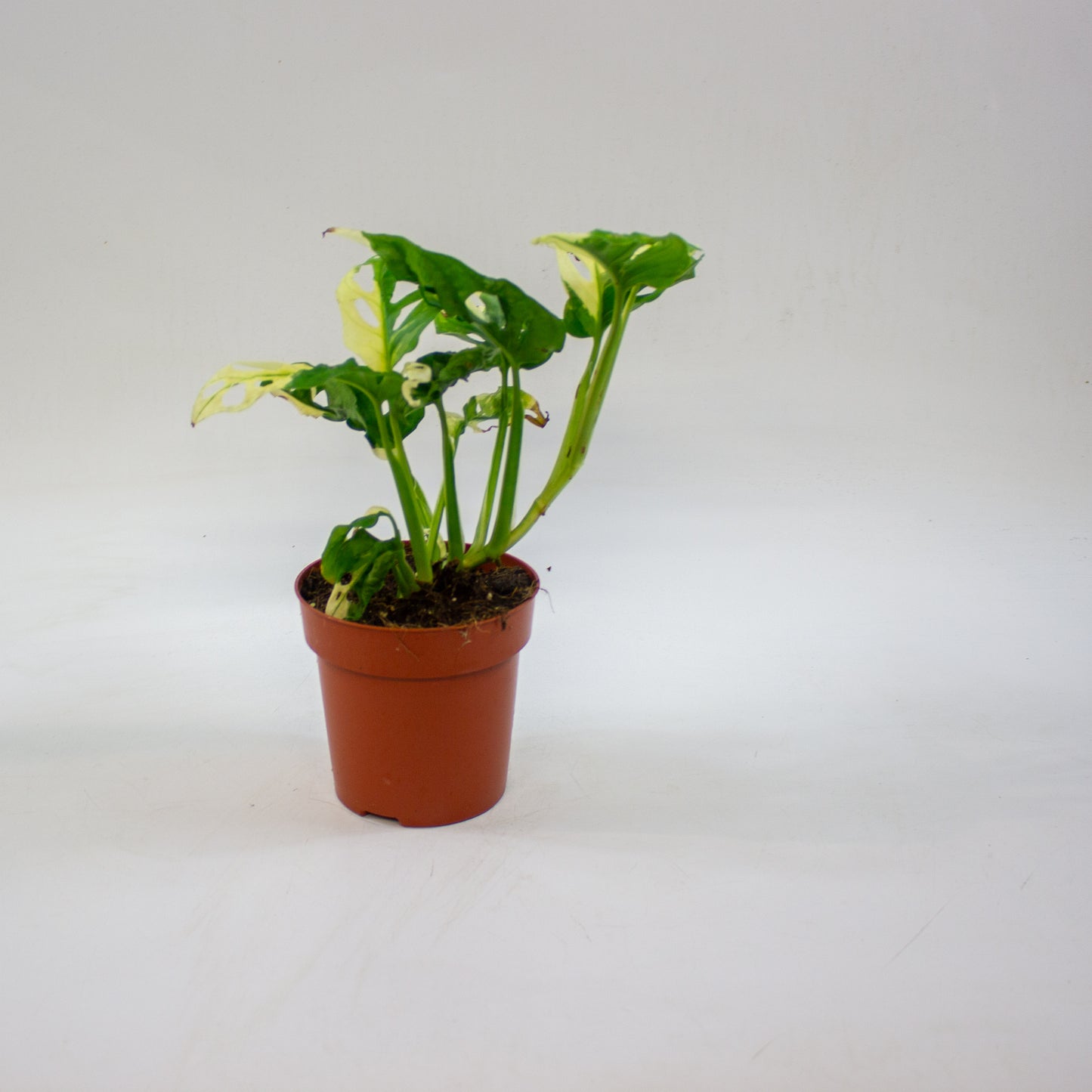 Monstera adansonii variegata 12cm H25cm