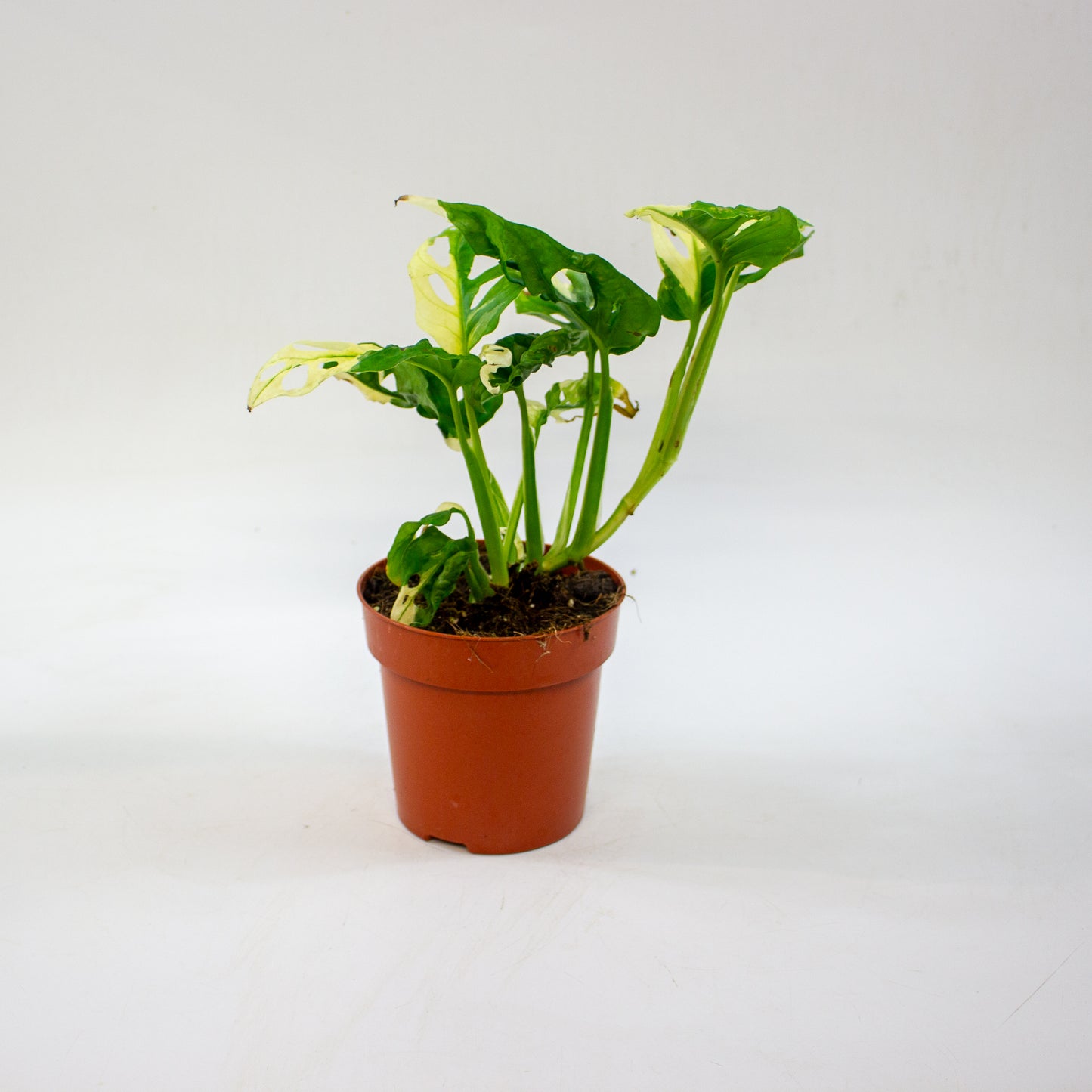 Monstera adansonii variegata 12cm H25cm