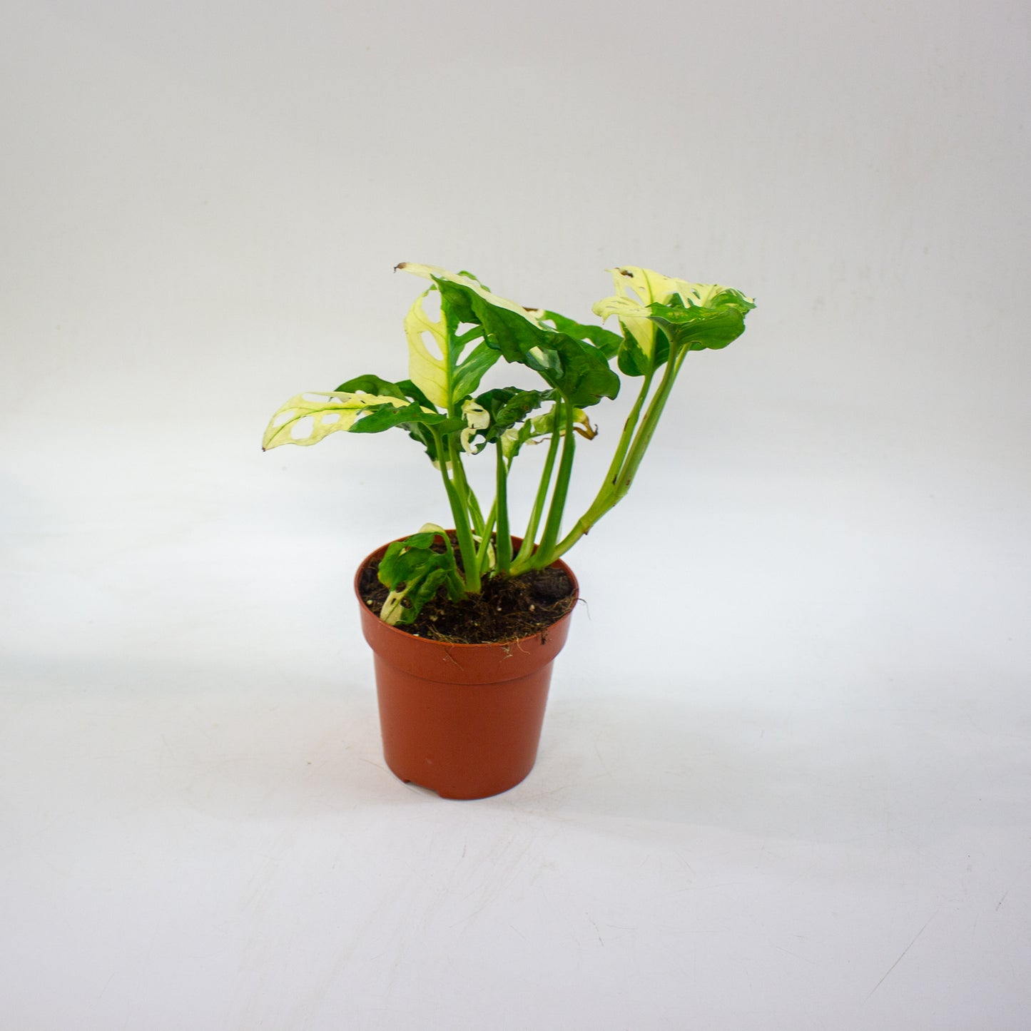 Monstera adansonii variegata 12cm H25cm
