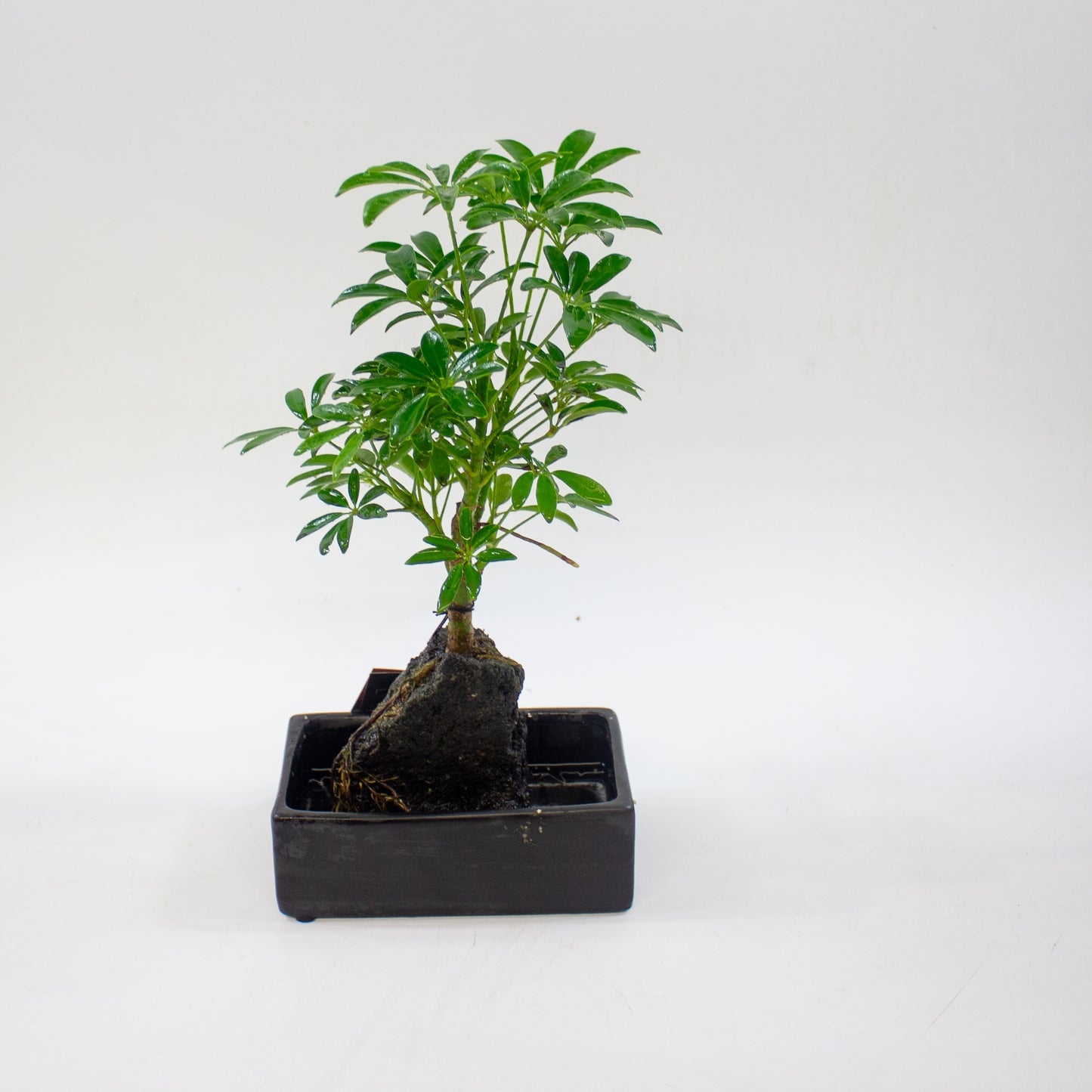 Schefflera on lava rock 17cm H35cm