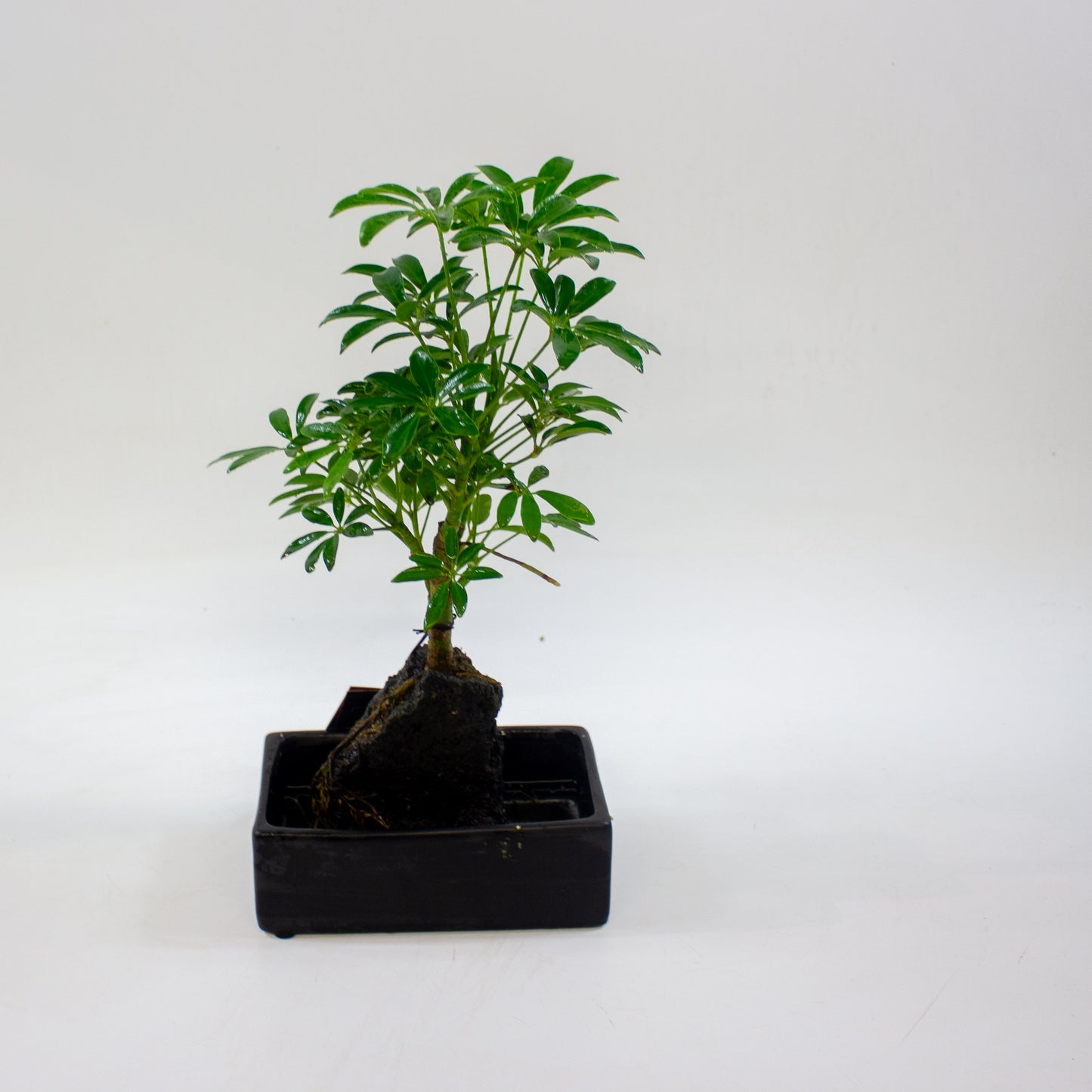 Schefflera on lava rock 17cm H35cm