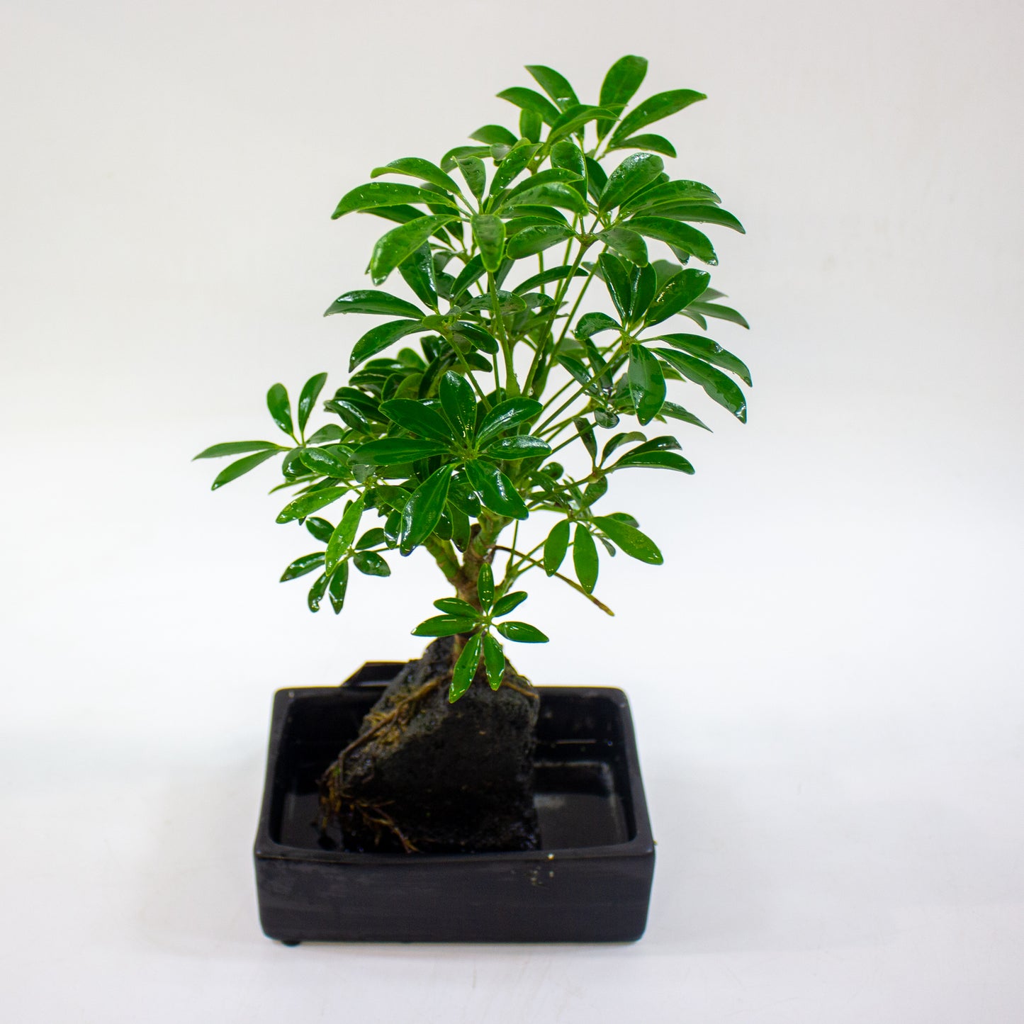 Schefflera on lava rock 17cm H35cm