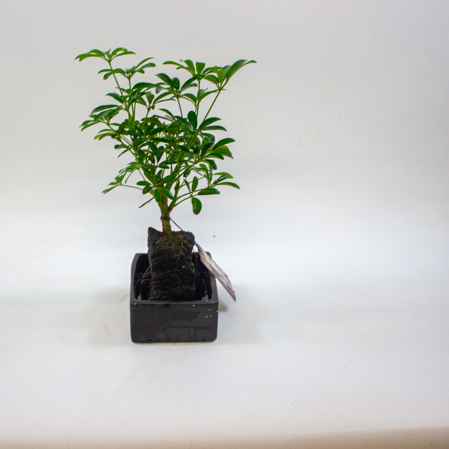 Schefflera on lava rock 17cm H35cm