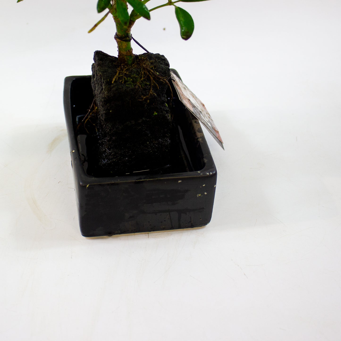 Schefflera on lava rock 17cm H35cm