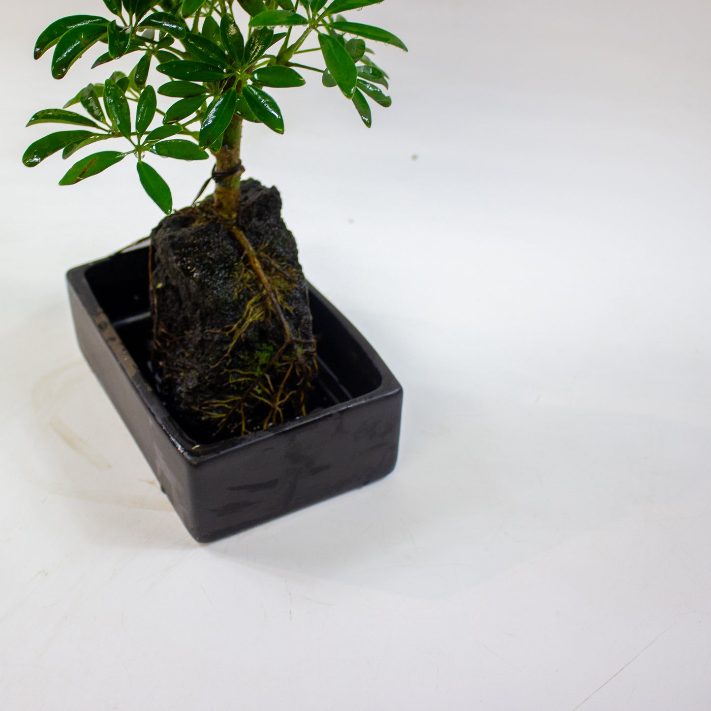 Schefflera on lava rock 17cm H35cm