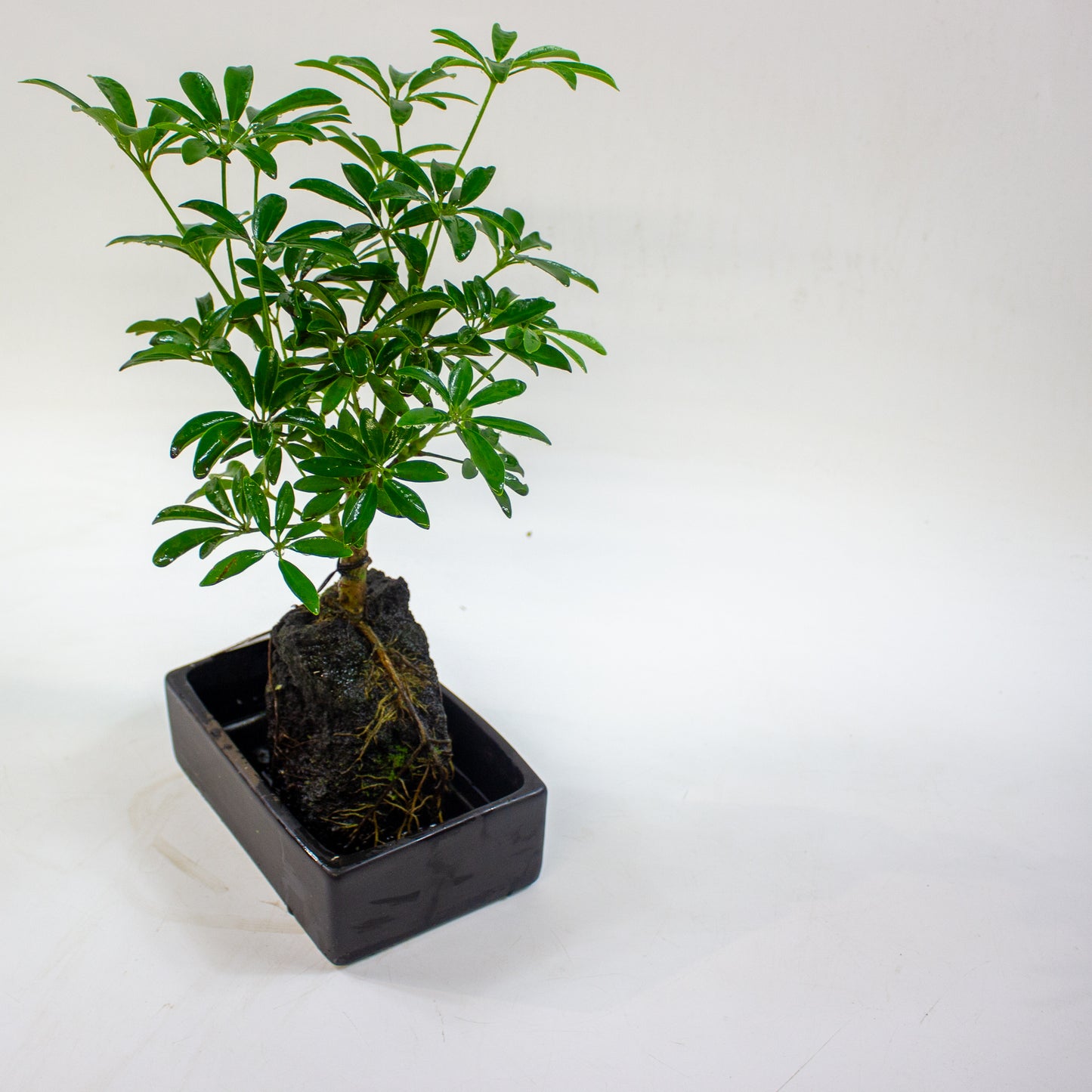 Schefflera on lava rock 17cm H35cm