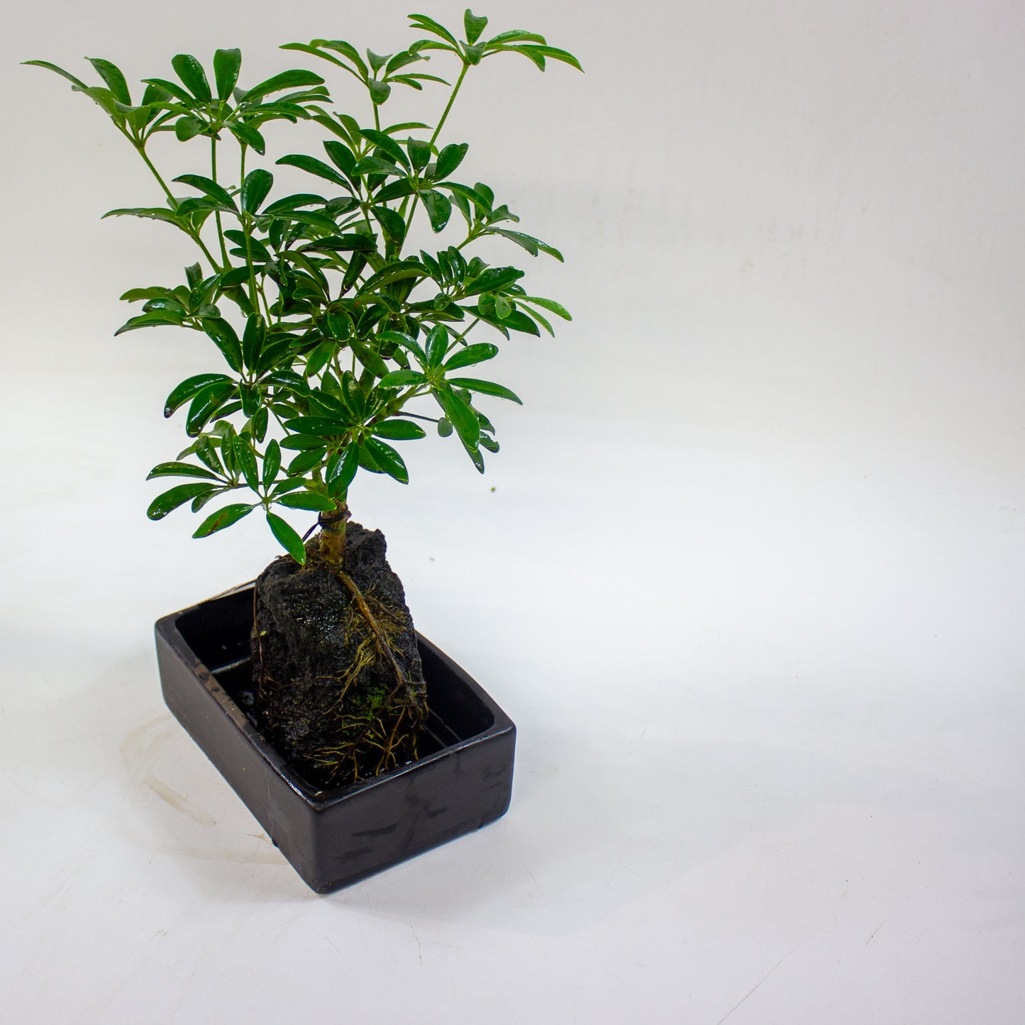 Schefflera on lava rock 17cm H35cm