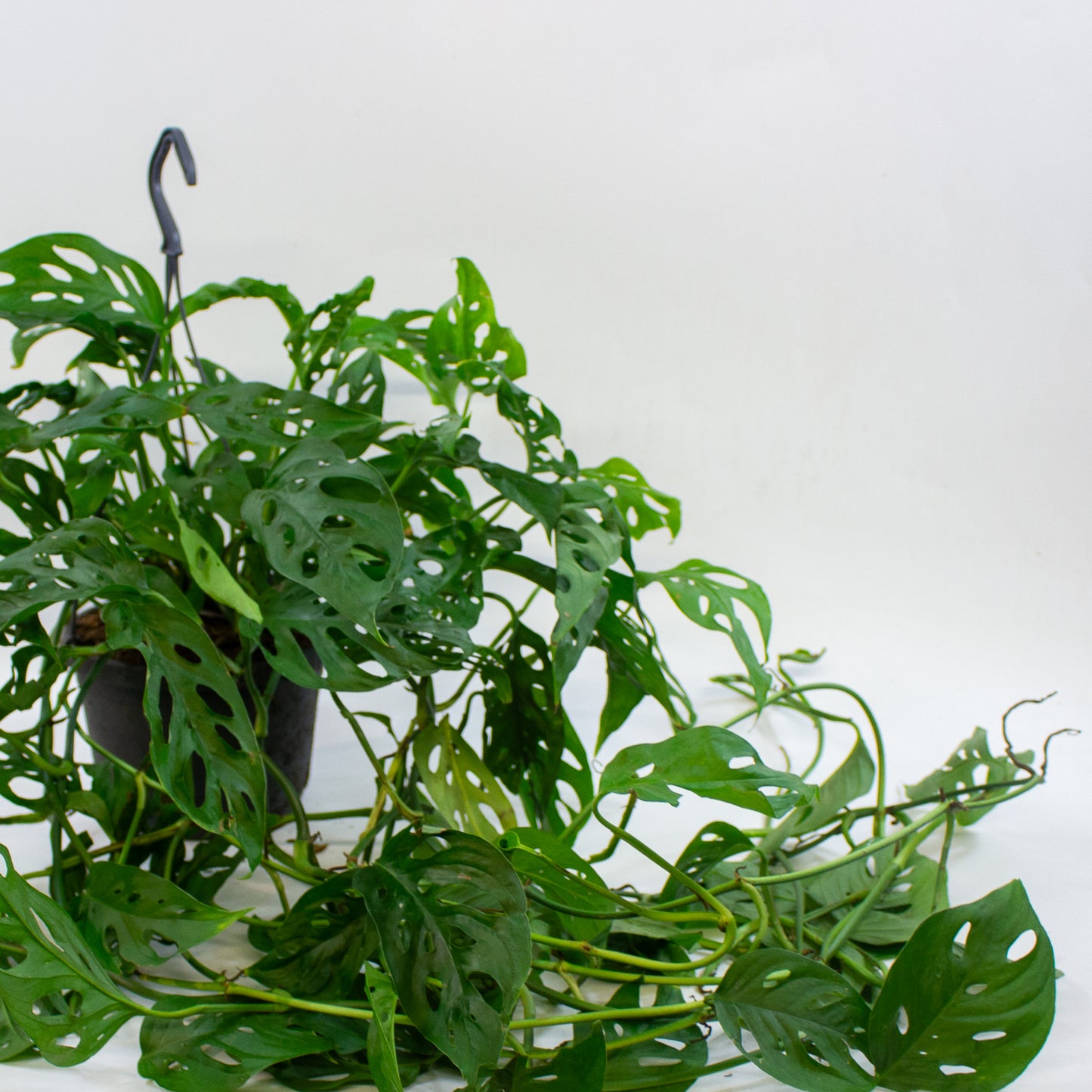 Monstera adansonii 17cm H40cm