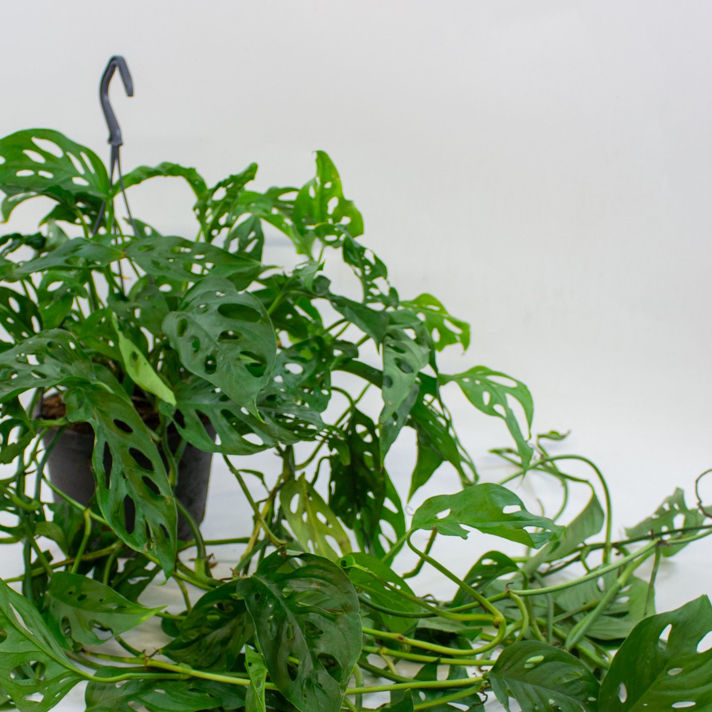 Monstera adansonii 17cm H40cm