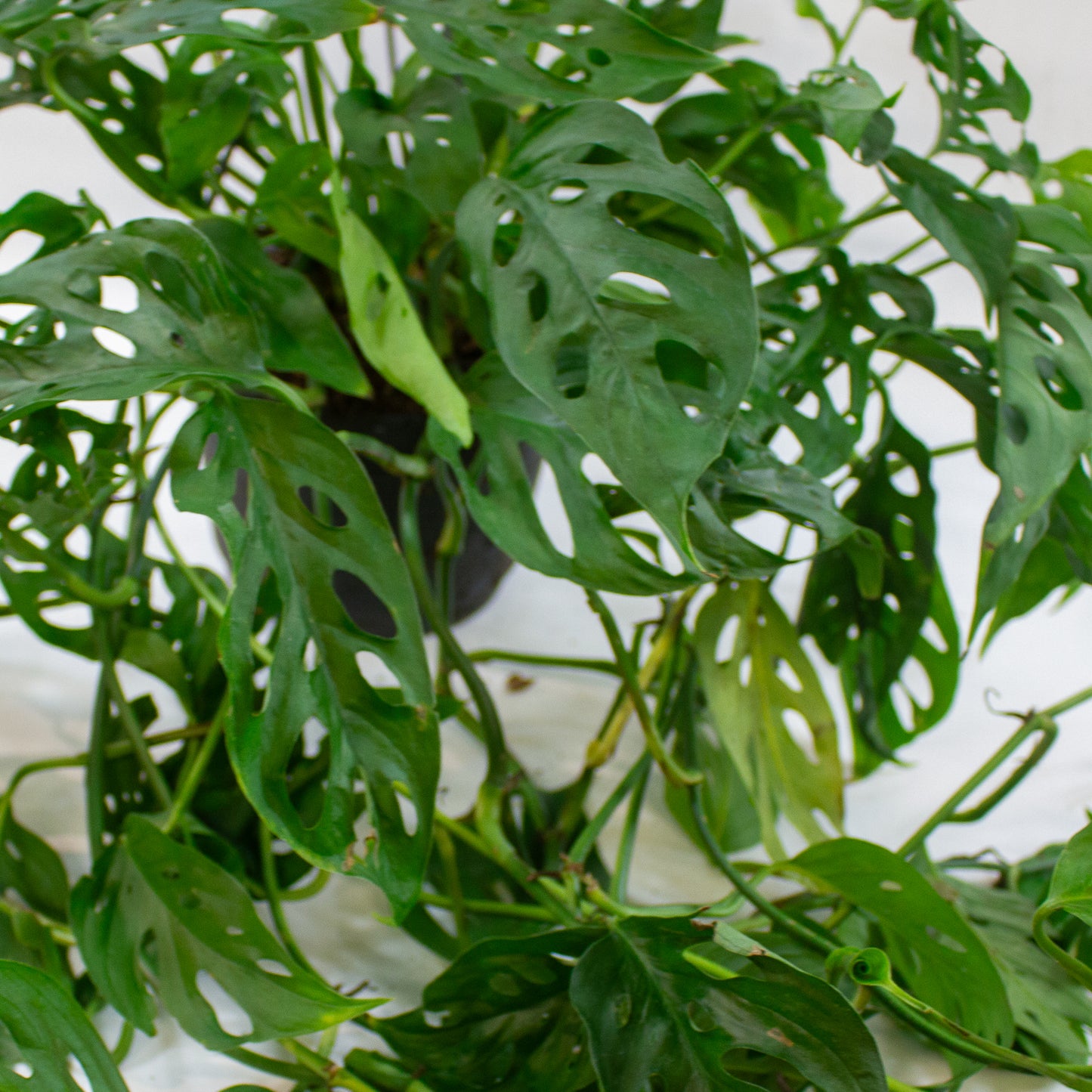Monstera adansonii 17cm H40cm