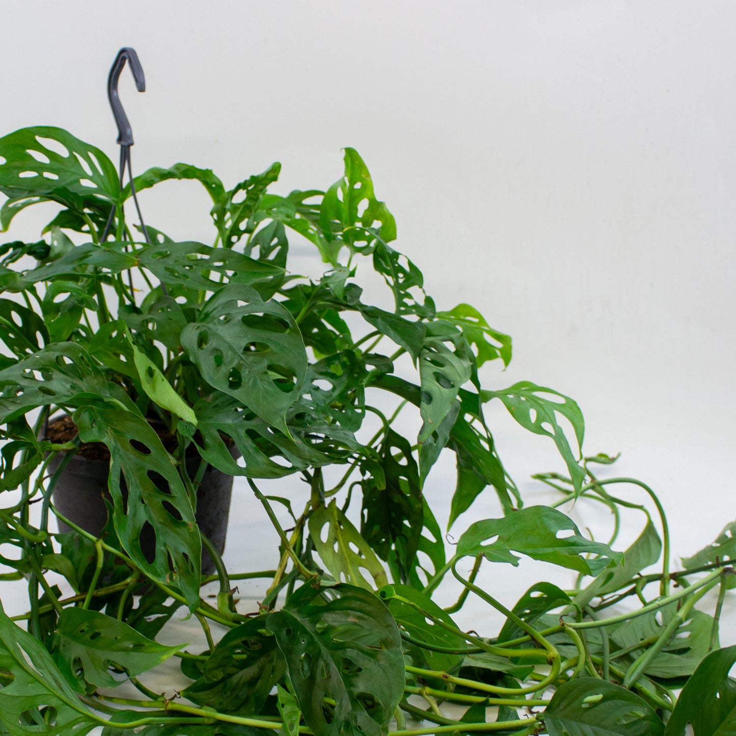 Monstera adansonii 17cm H40cm