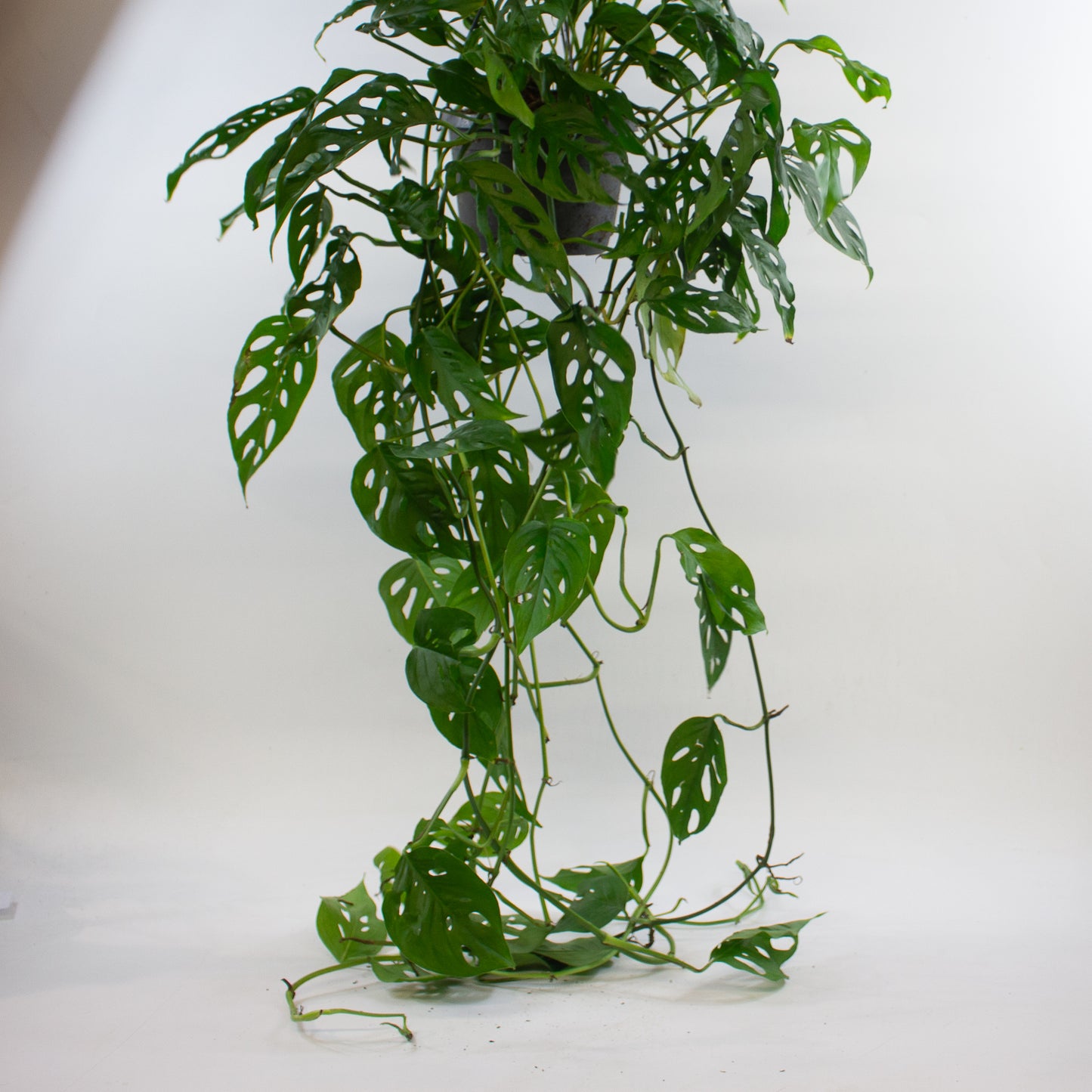 Monstera adansonii 17cm H40cm