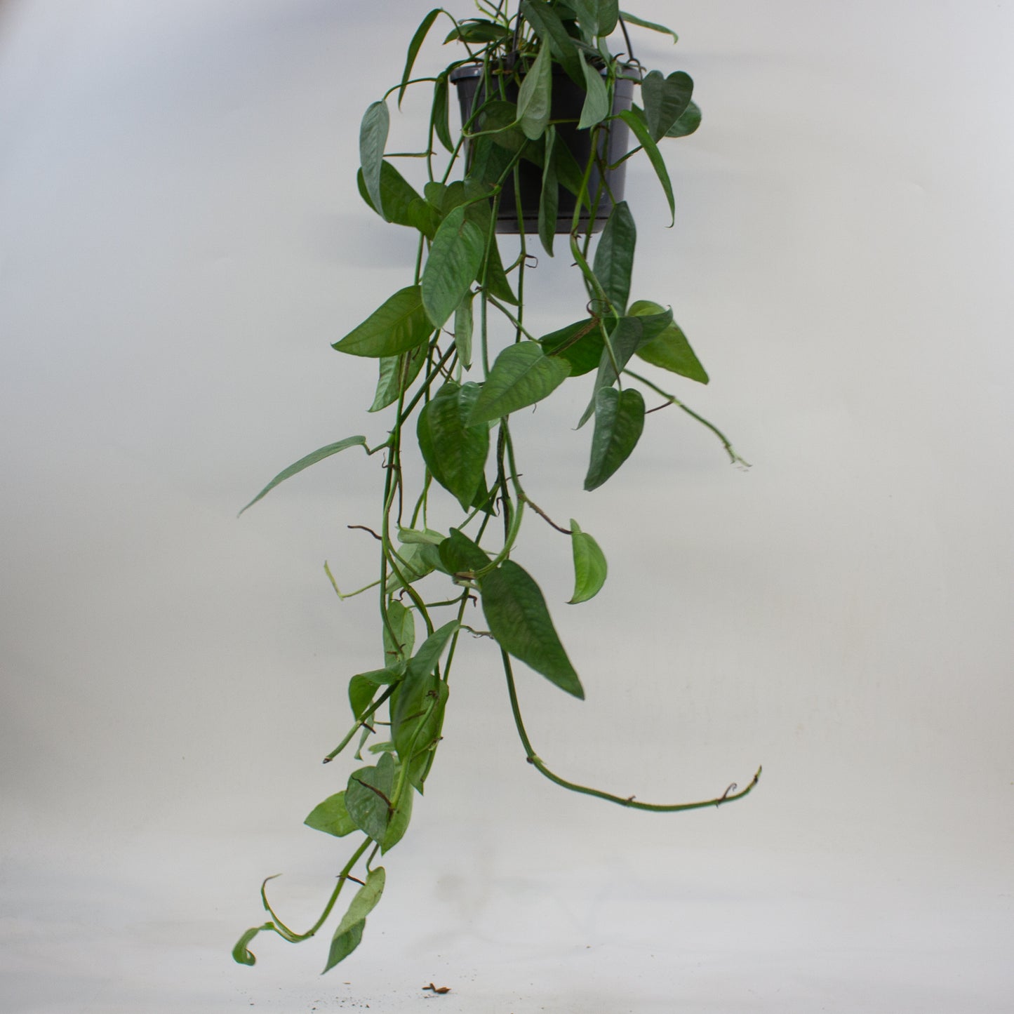 Epipremnum pinnatum 'Cebu Blue' 15cm H20cm