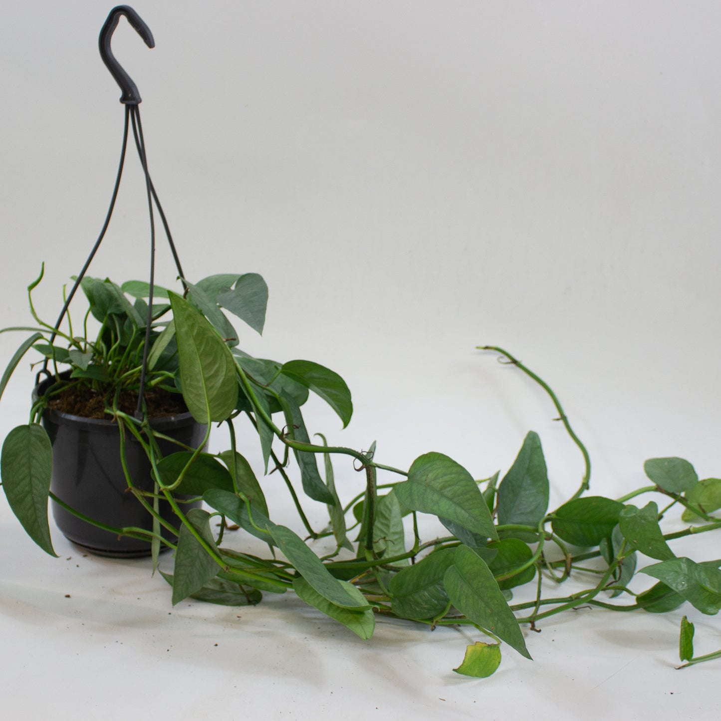 Epipremnum pinnatum 'Cebu Blue' 15cm H20cm