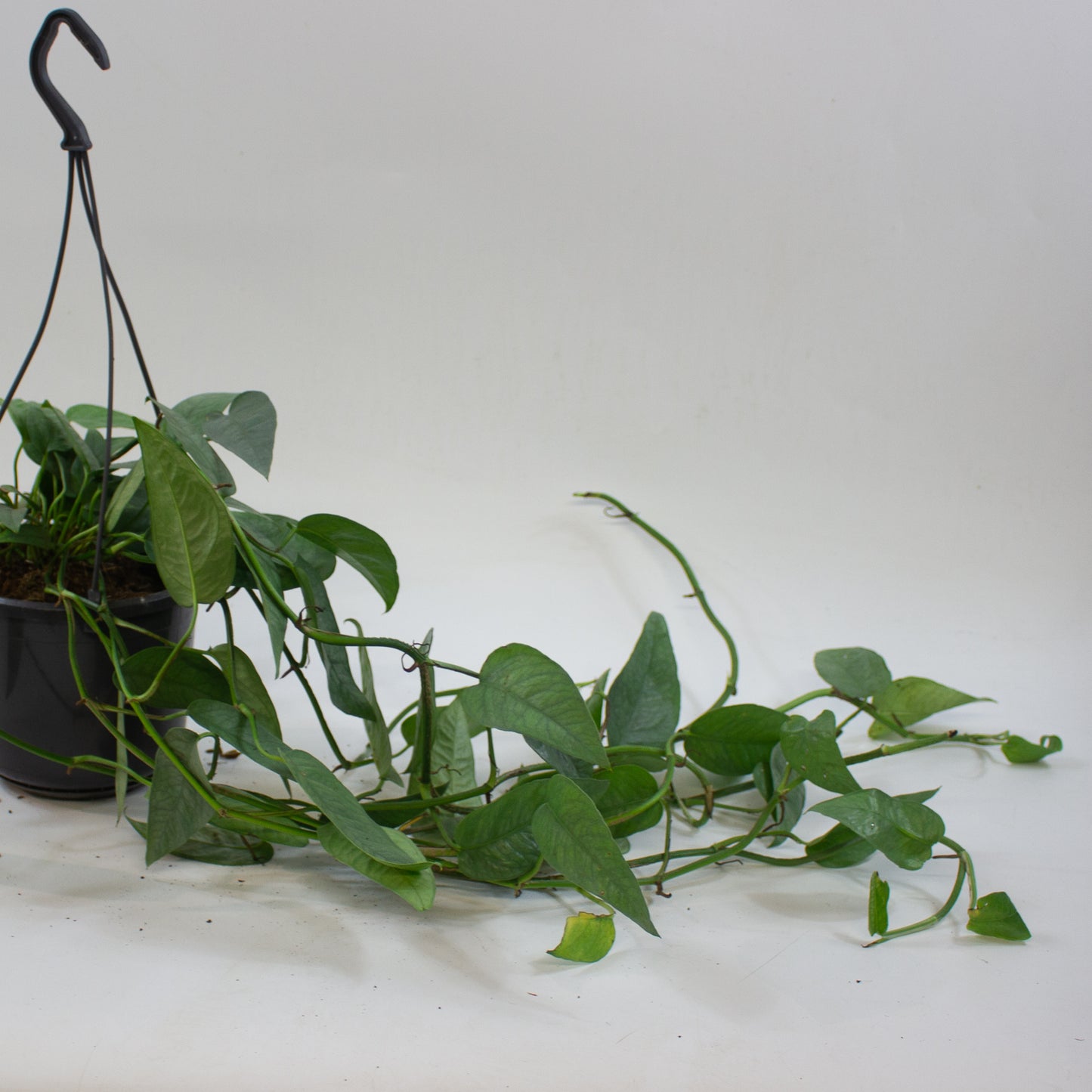 Epipremnum pinnatum 'Cebu Blue' 15cm H20cm