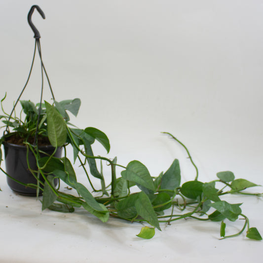 Epipremnum pinnatum 'Cebu Blue' 15cm H20cm