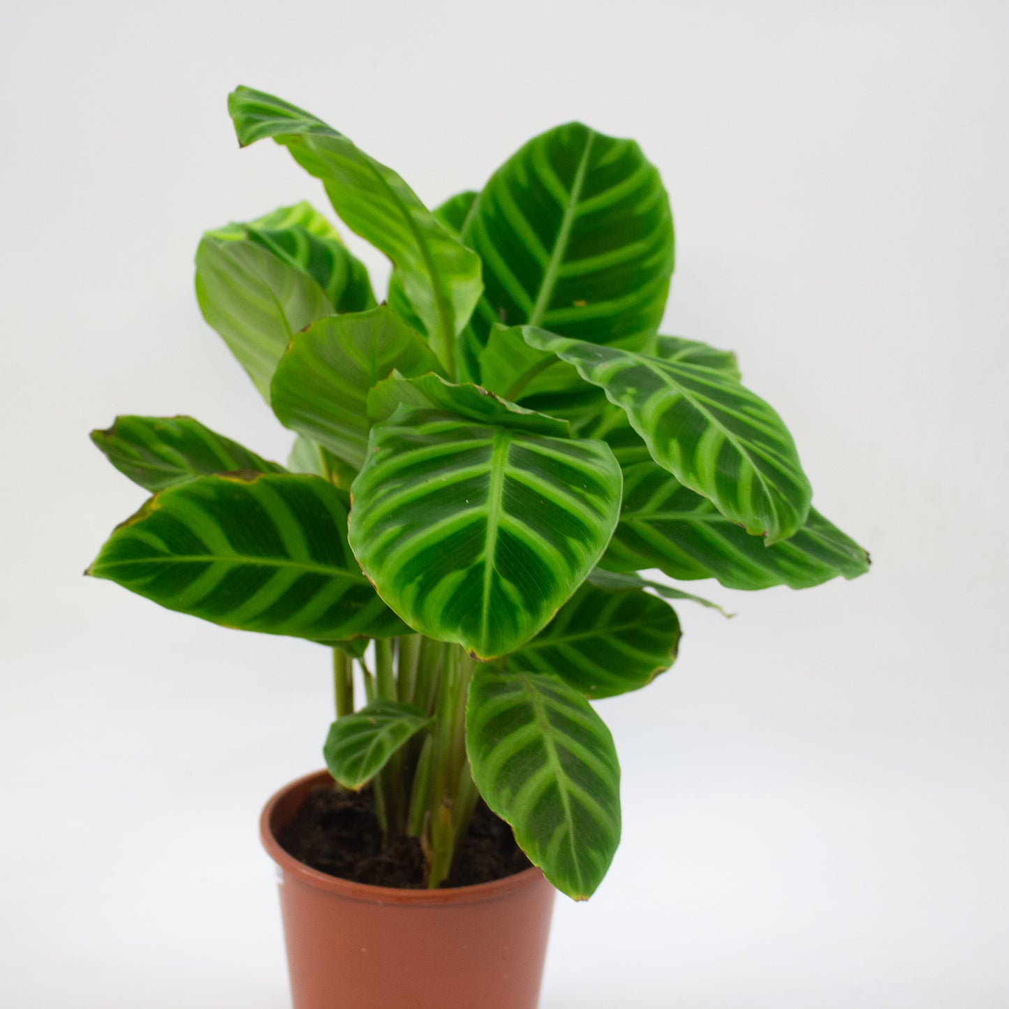 Calathea Choose One on TikTok 14cm H45cm