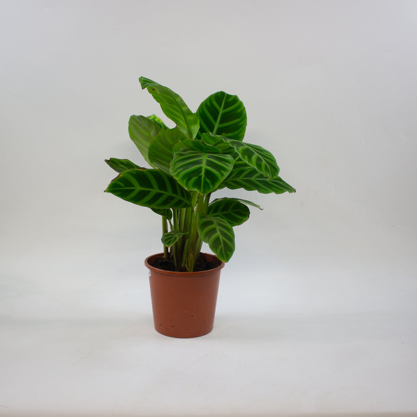 Calathea Choose One on TikTok 14cm H45cm