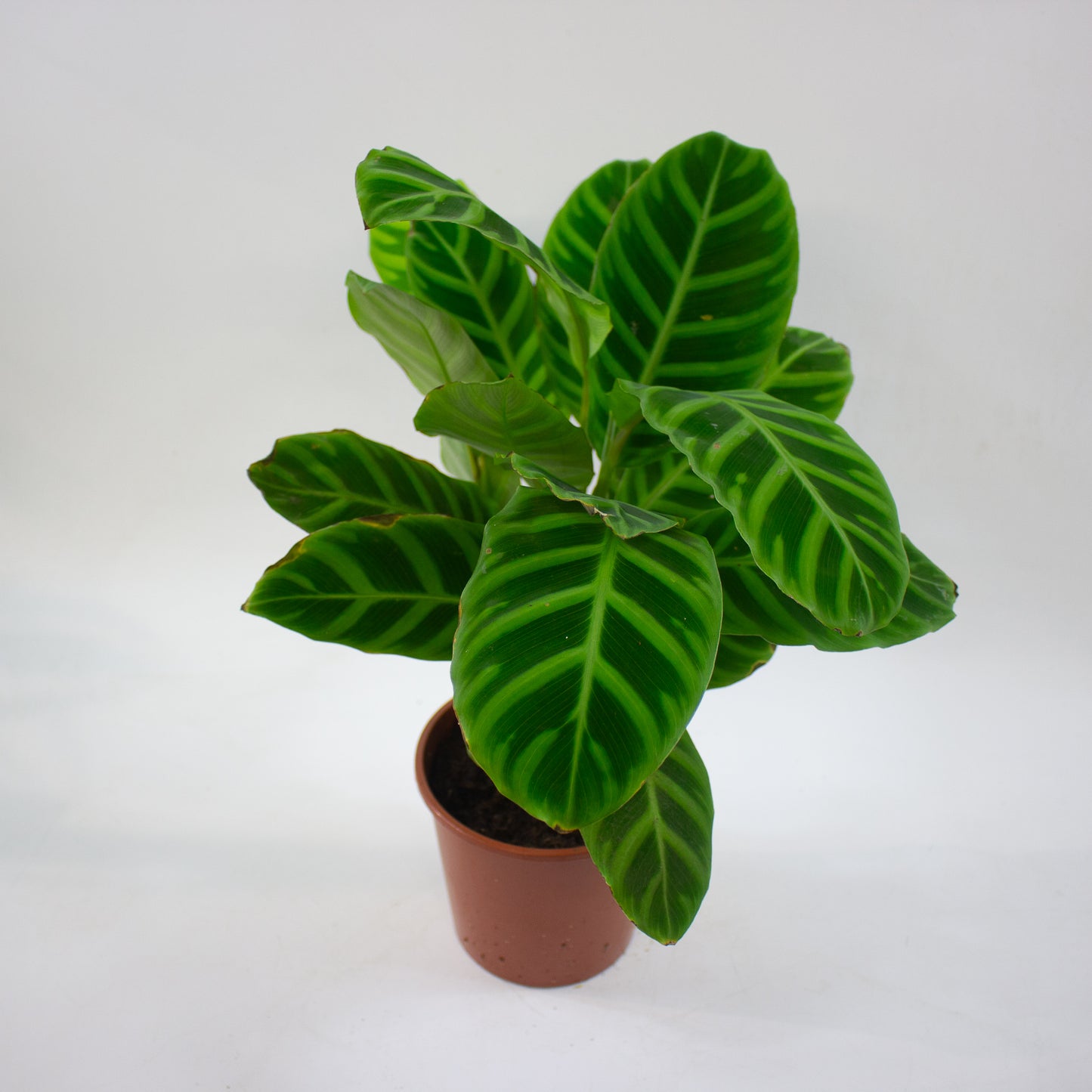 Calathea Choose One on TikTok 17cm H60cm