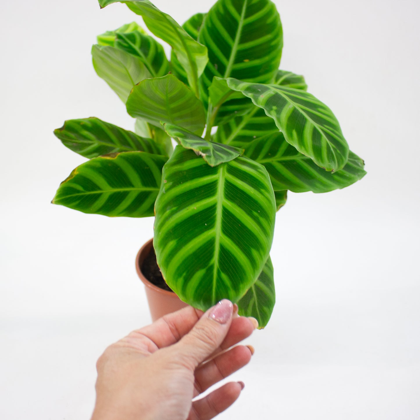 Calathea Choose One on TikTok 14cm H45cm