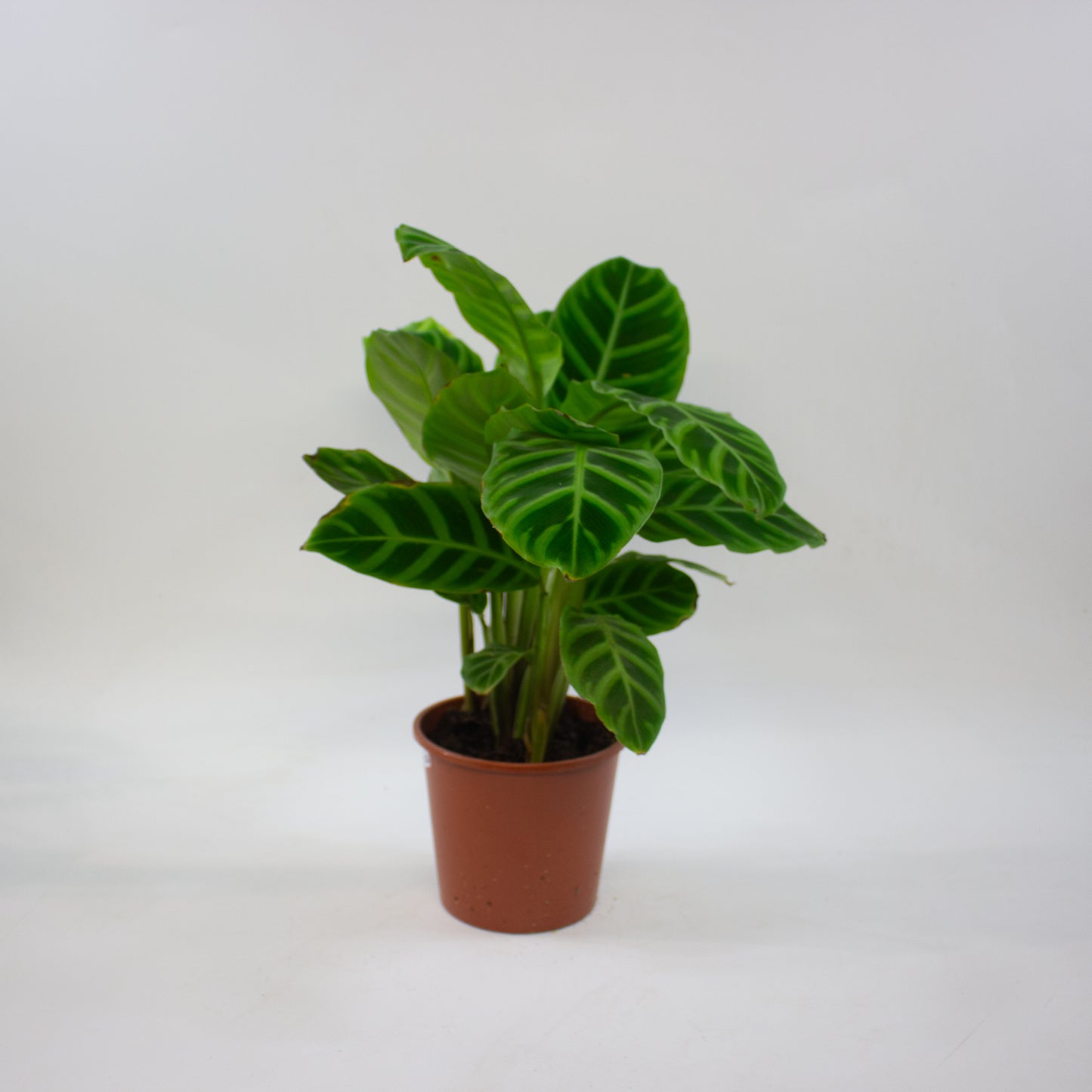 Calathea Choose One on TikTok 14cm H45cm